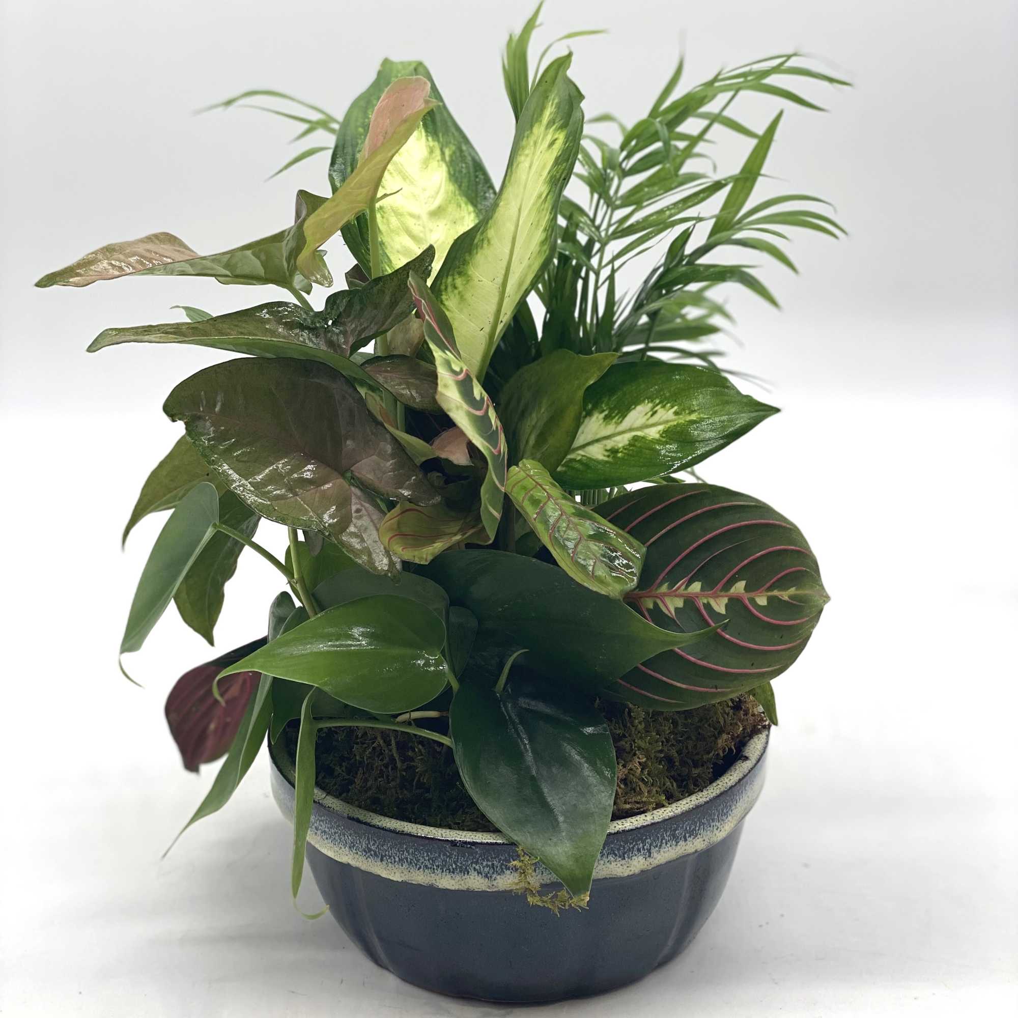 Potted mixed houseplant arrangement in a dark ceramic bowl