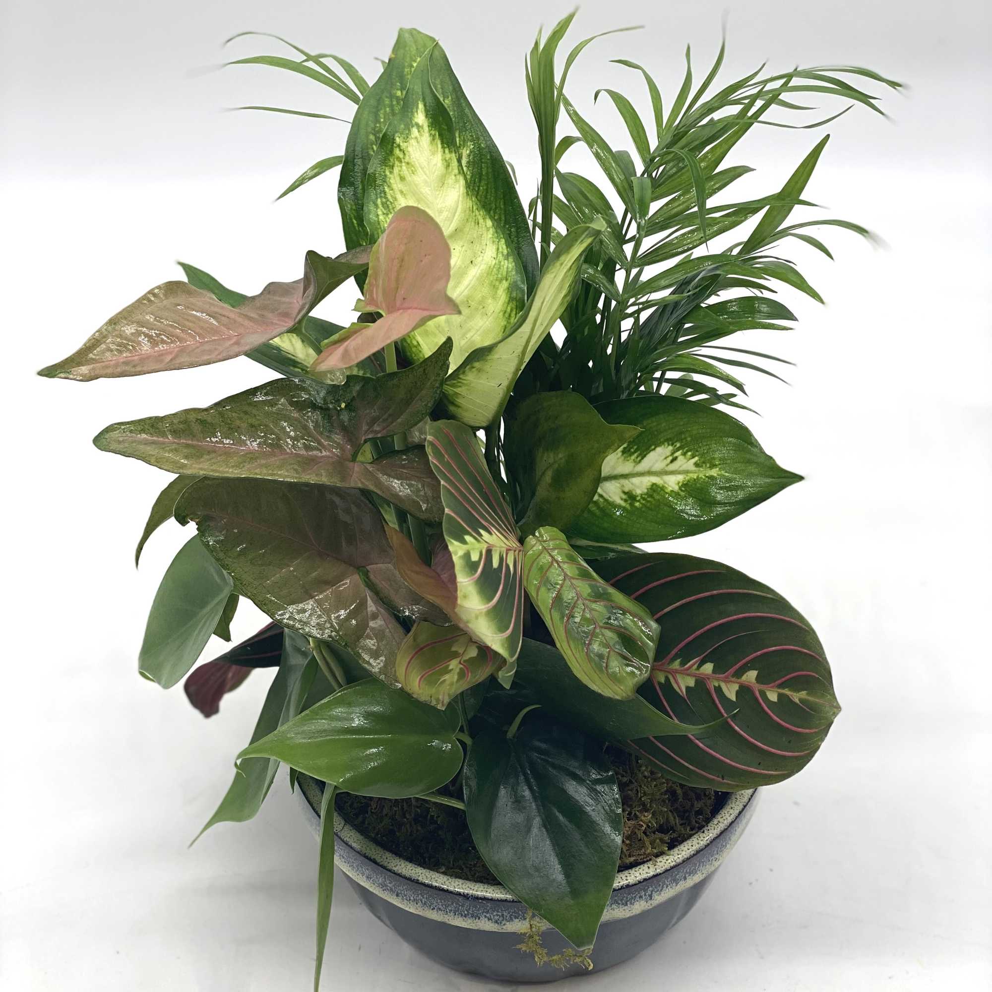 Mixed potted foliage arrangement in a ceramic bowl