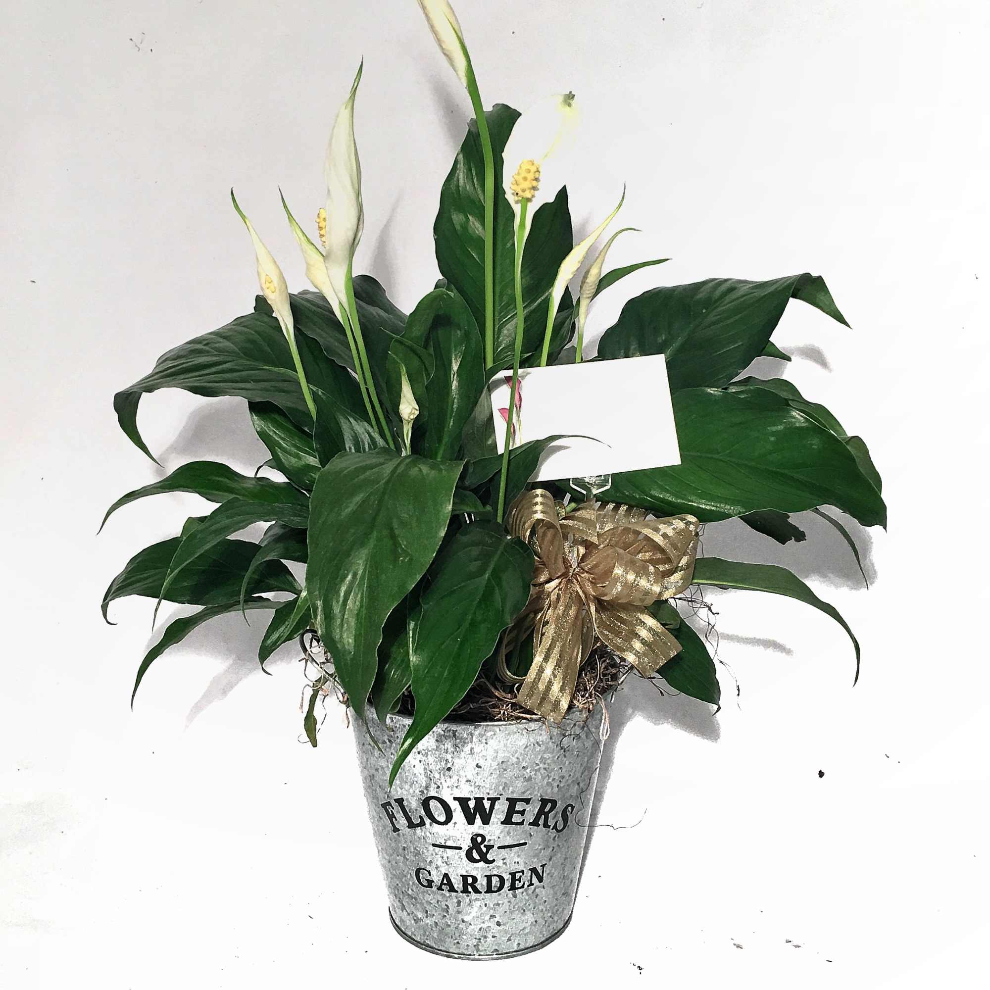 Peace lily plant with white blooms in a galvanized metal pot and gold bow