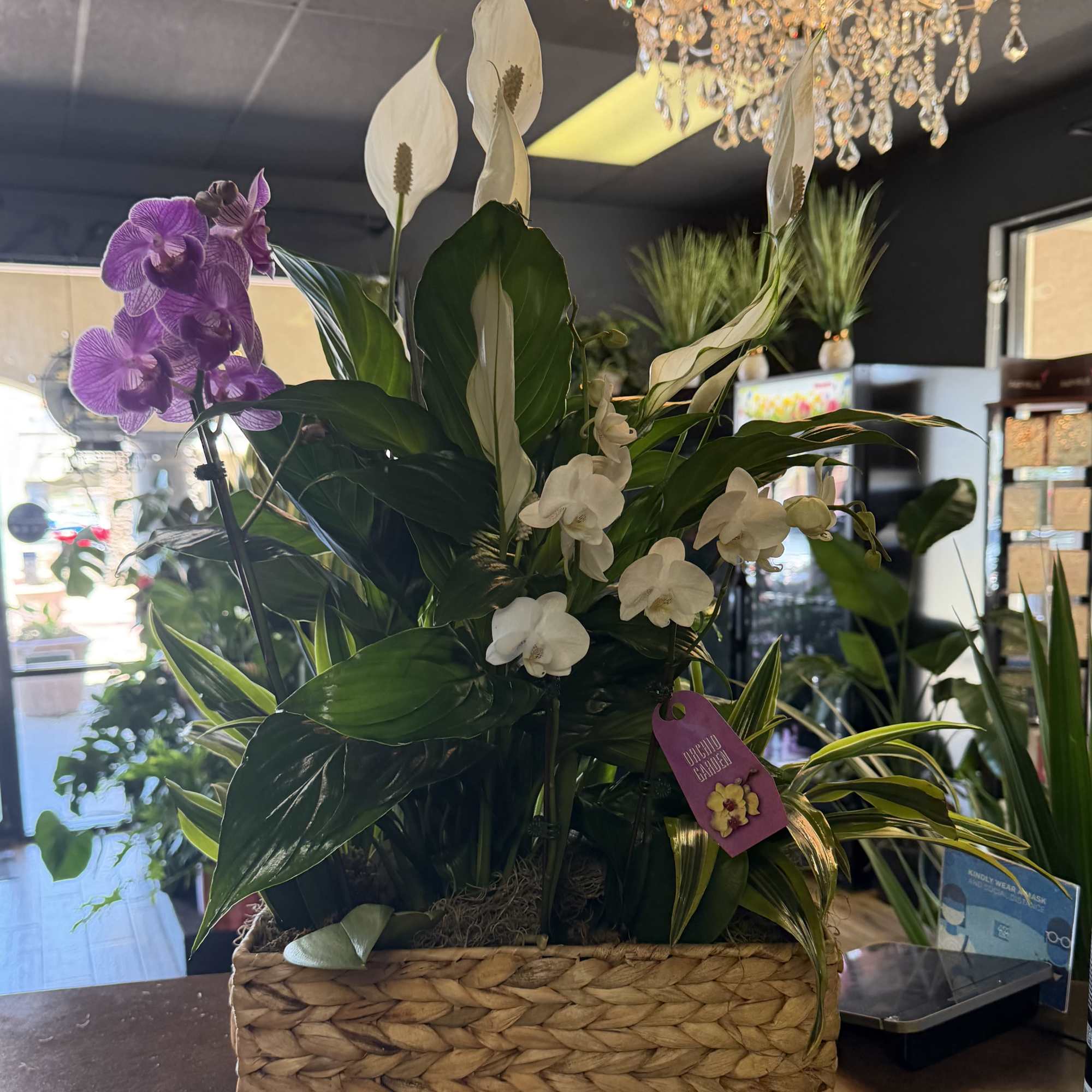 A cluster of purple Phalaenopsis orchids rises like a jewel amid a