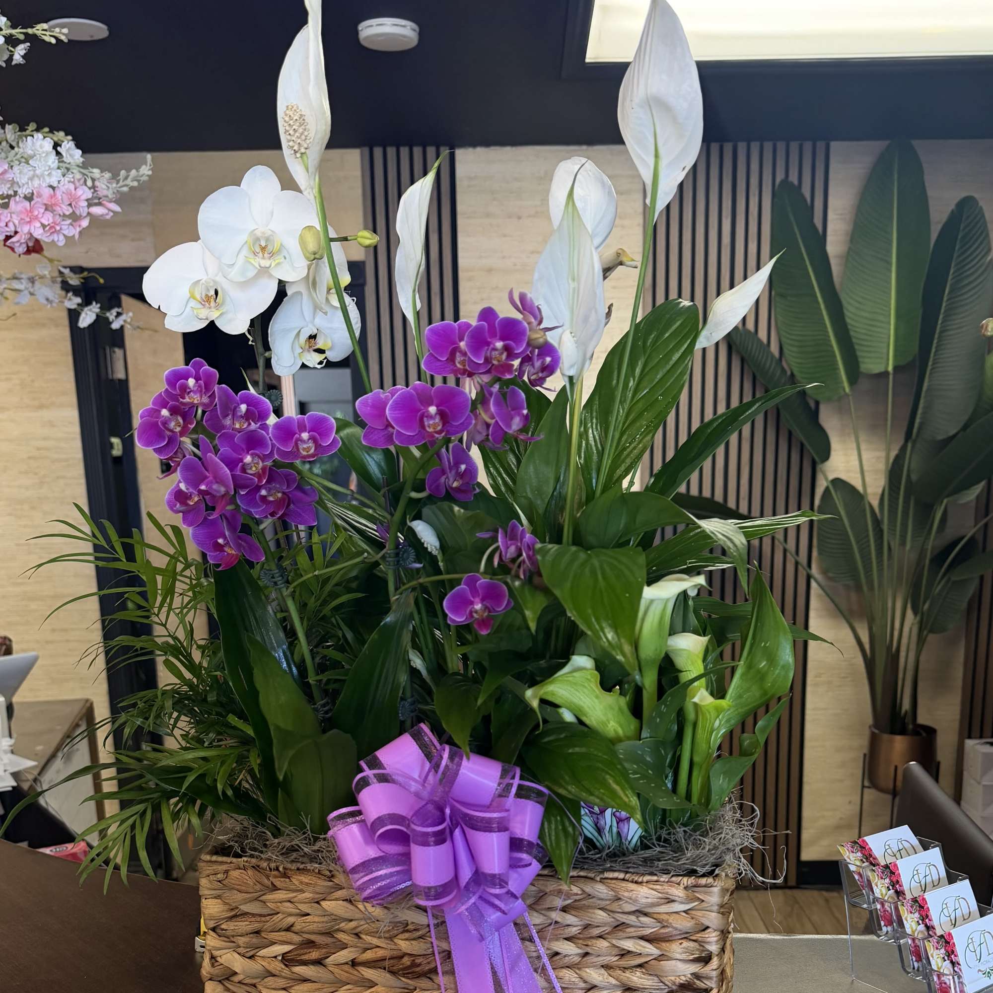 A cluster of purple Phalaenopsis orchids rises like a jewel amid a