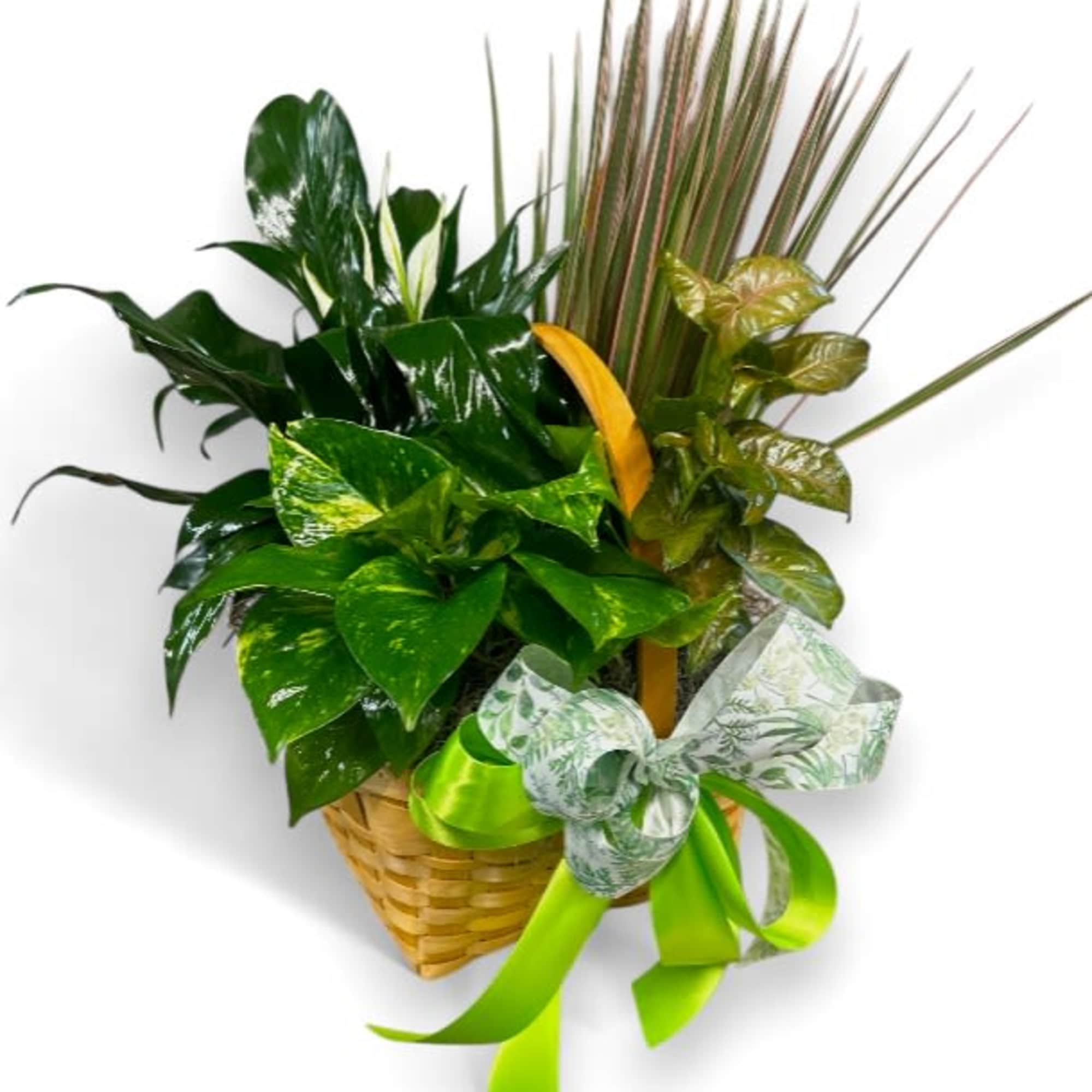 Basket arrangement of assorted green tropical plants with a ribbon bow
