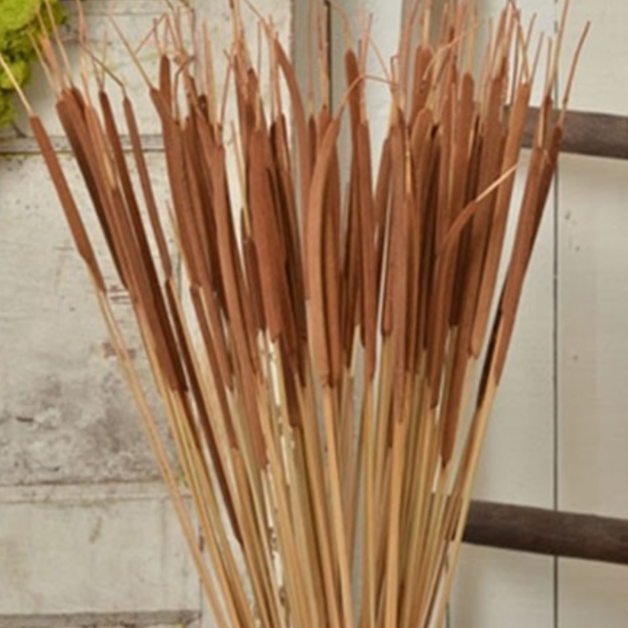 Tall bundle of dried brown reeds in a container
