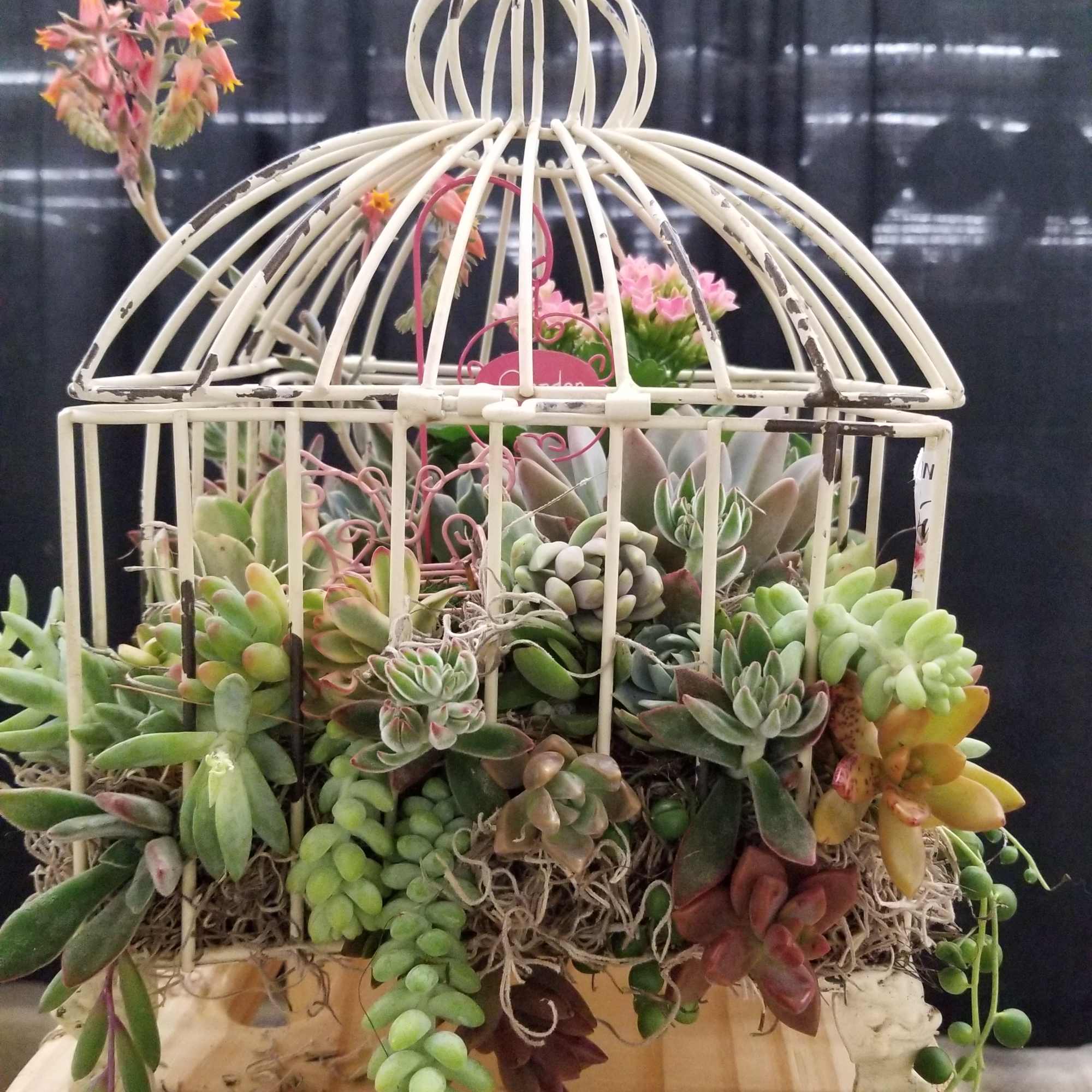 Succulent arrangement in a white birdcage planter