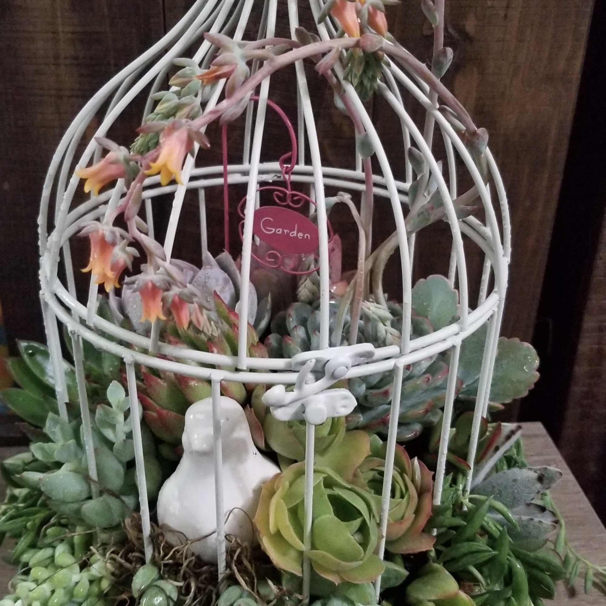 A variety of succulents planted in a birdcage. This is a very