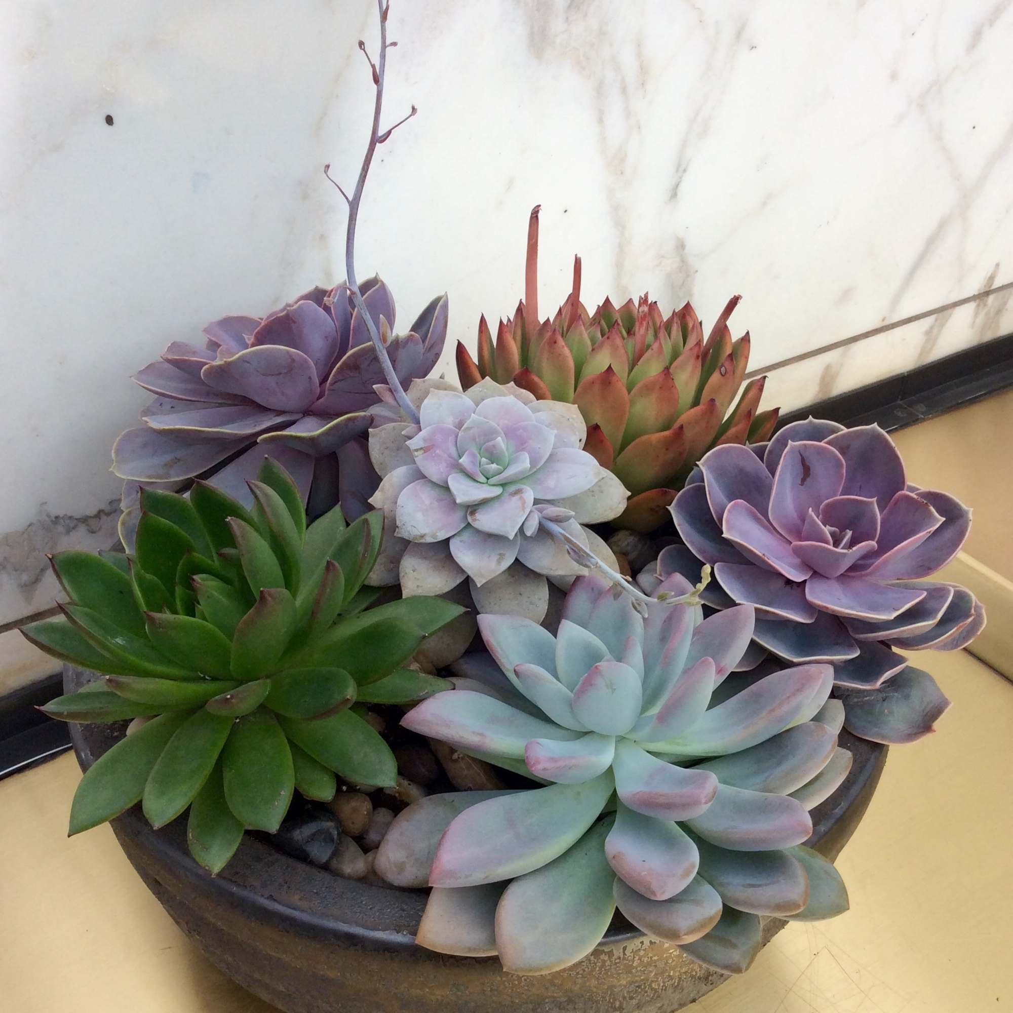 Succulent arrangement in a shallow bowl planter