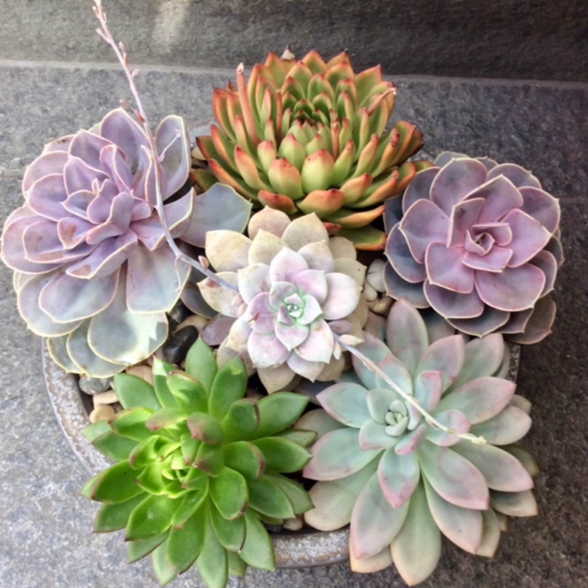 A shallow bowl of colorful succulent rosettes arranged in a cluster.