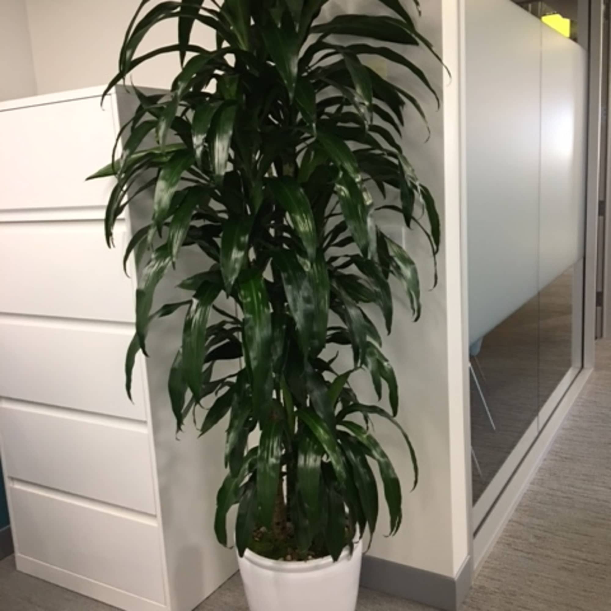 Tall leafy potted plant in a white container