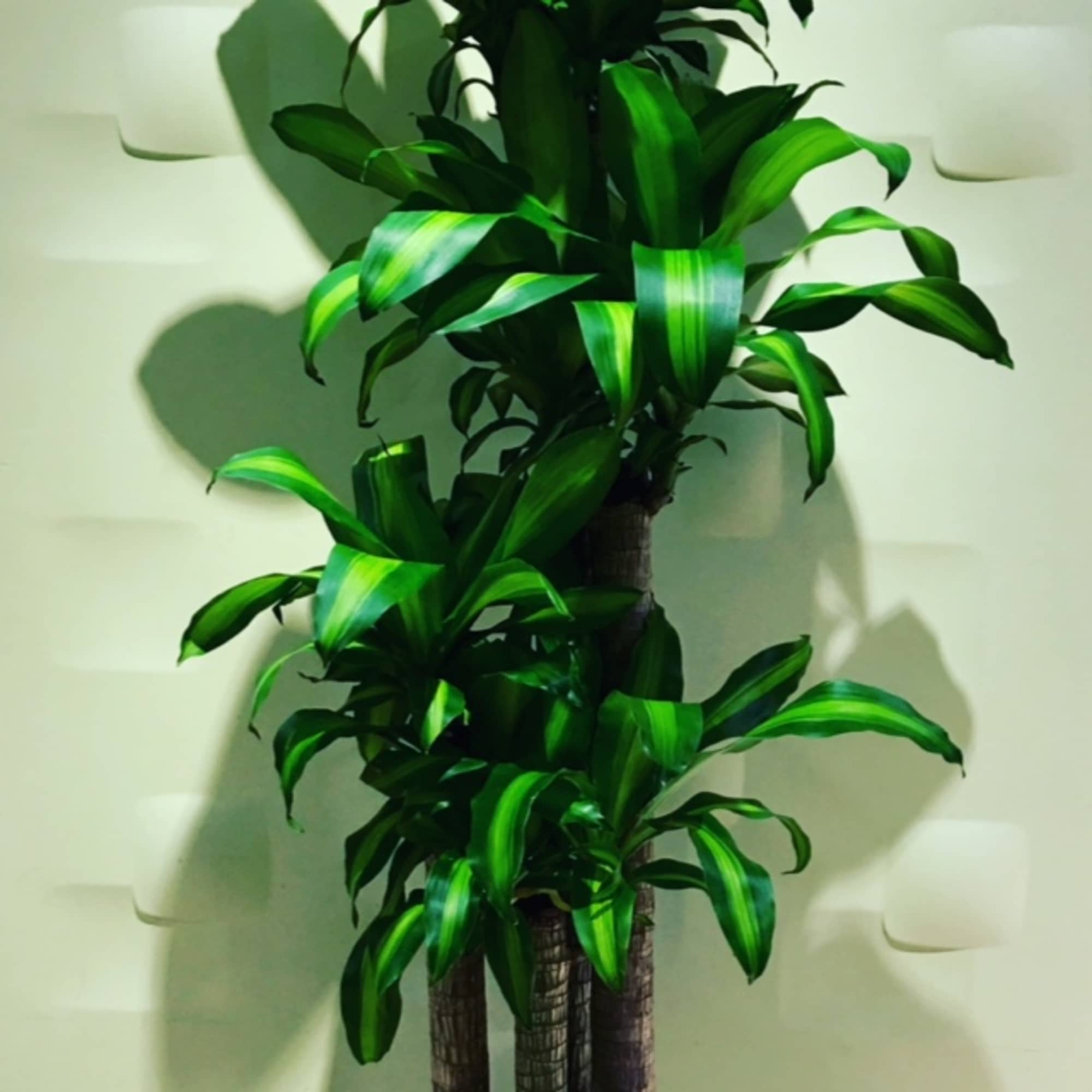 Tall potted plant with glossy striped green leaves
