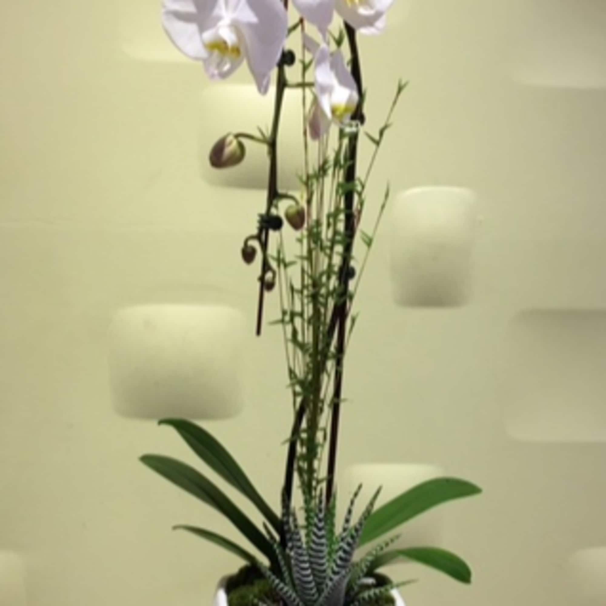 White orchid plant in a geometric white pot on a wood slice