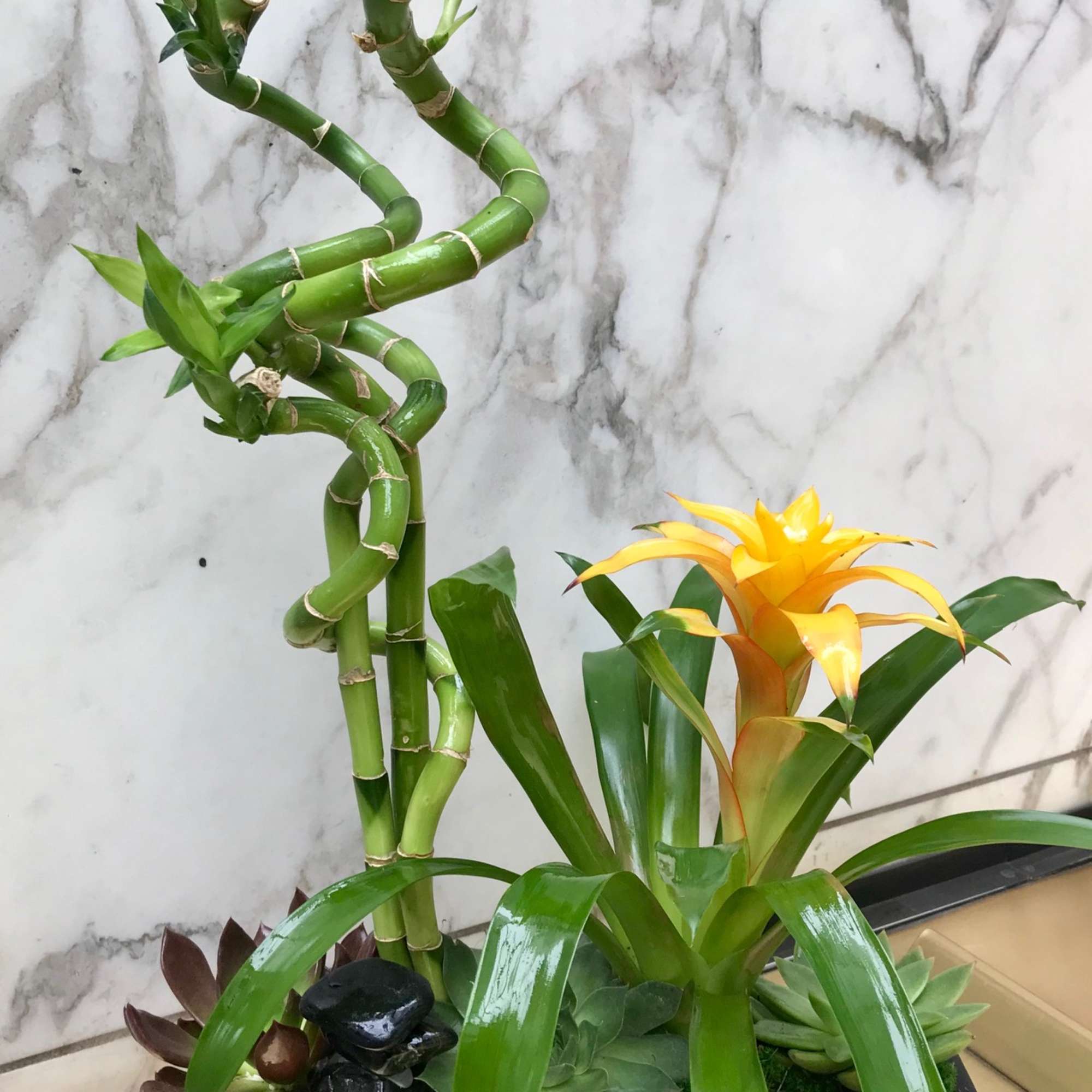 Potted lucky bamboo with a yellow bromeliad and succulents