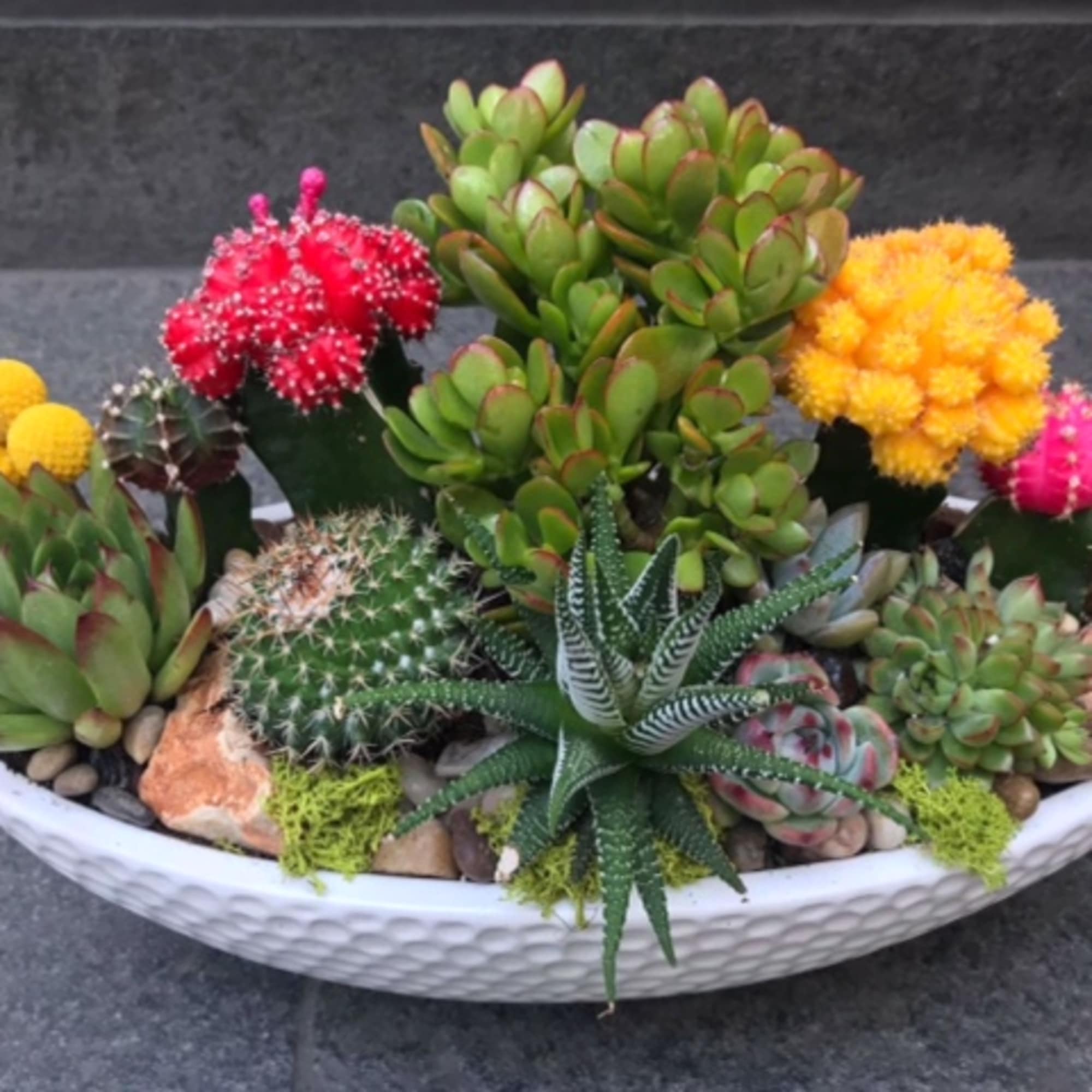 Mixed succulents and small cacti arranged in a white bowl.