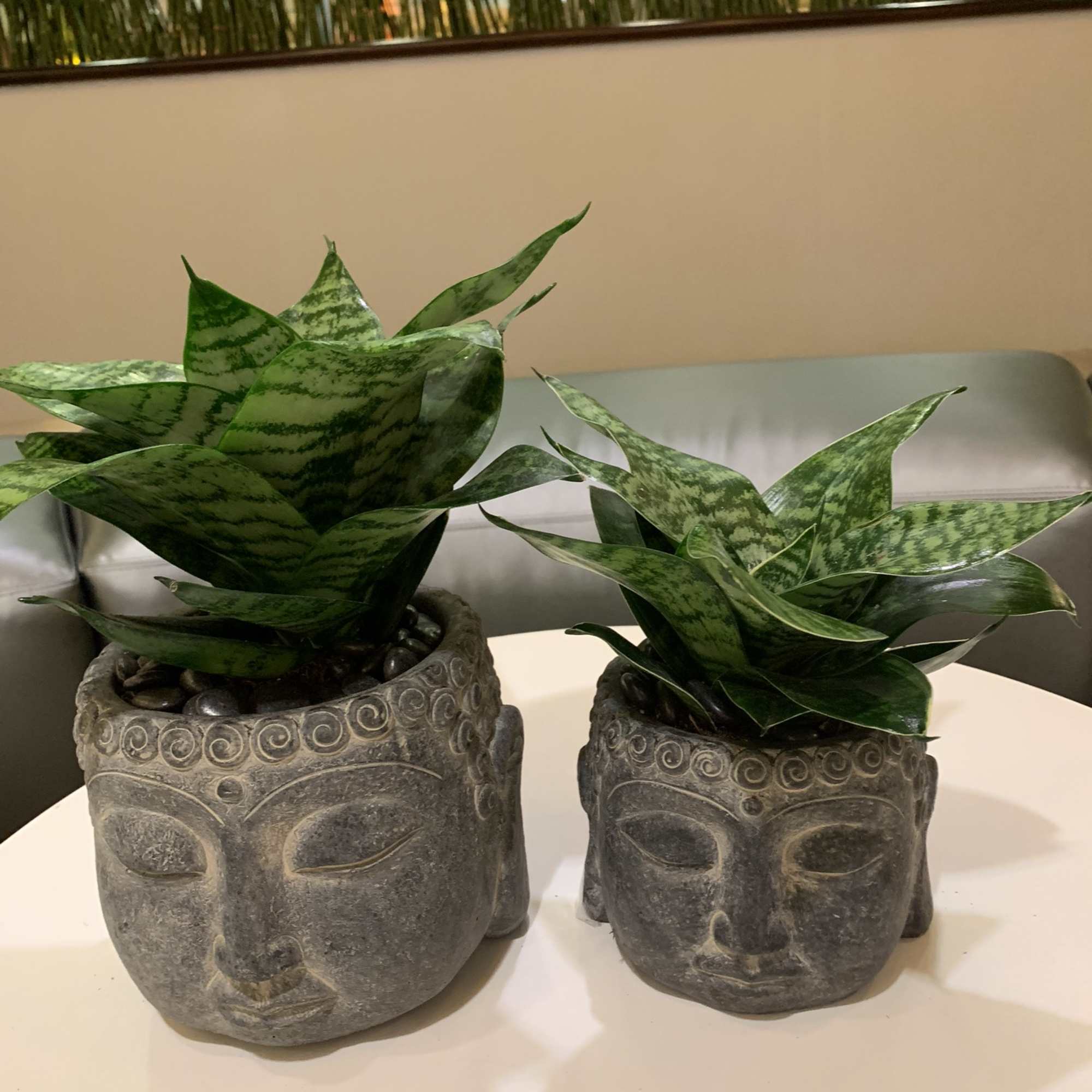 Two potted snake plants in carved face planters
