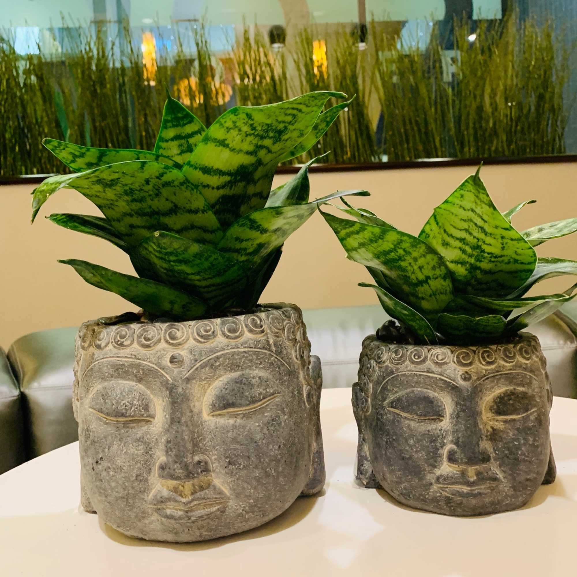 Two snake plants in carved stone face planters on a table, photo 3 of 3