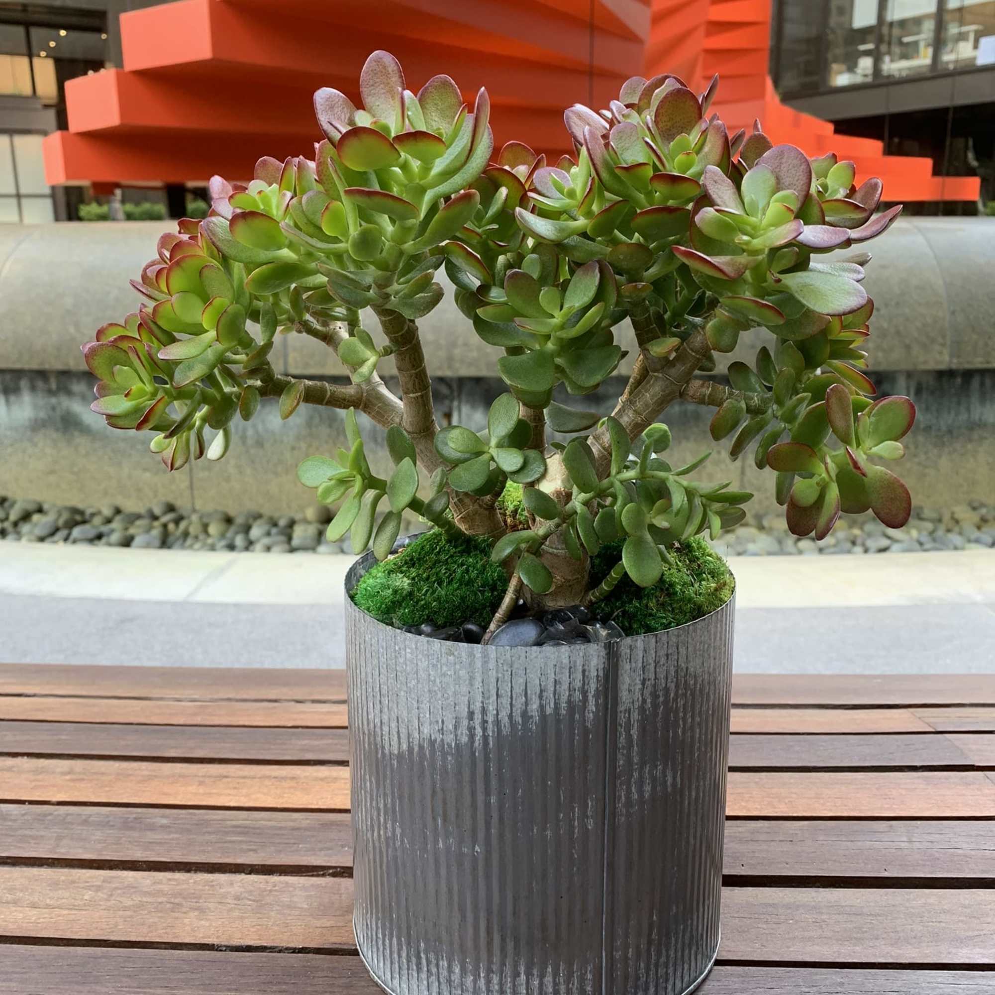 Potted succulent arrangement in a ribbed metal container, photo 2 of 4
