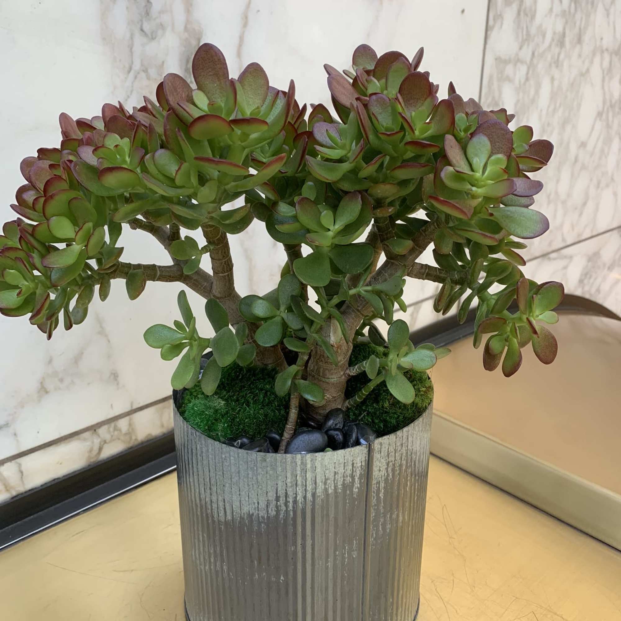 Potted succulent arrangement in a ribbed metal container, photo 3 of 4
