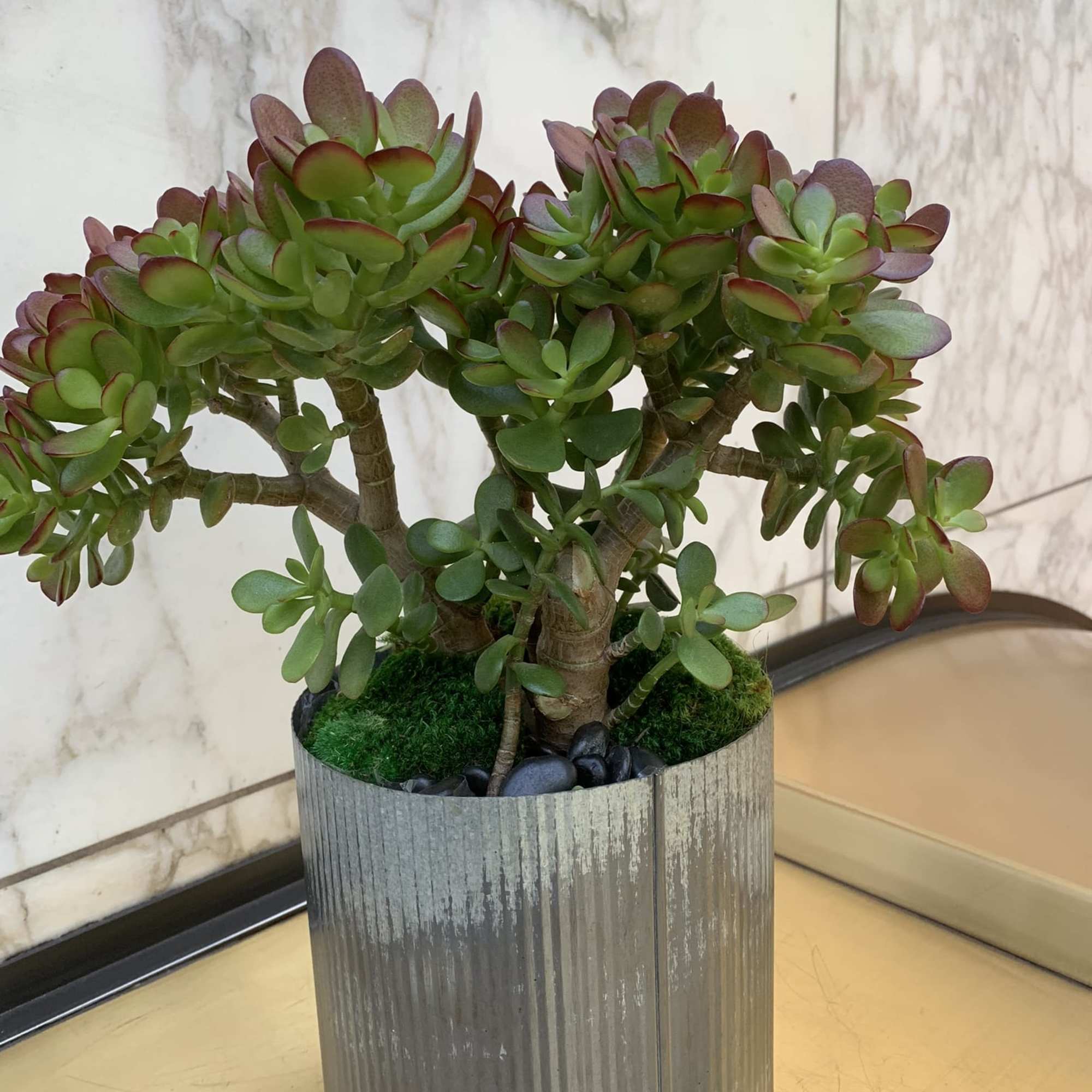 Potted succulent arrangement in a ribbed metal container, photo 4 of 4