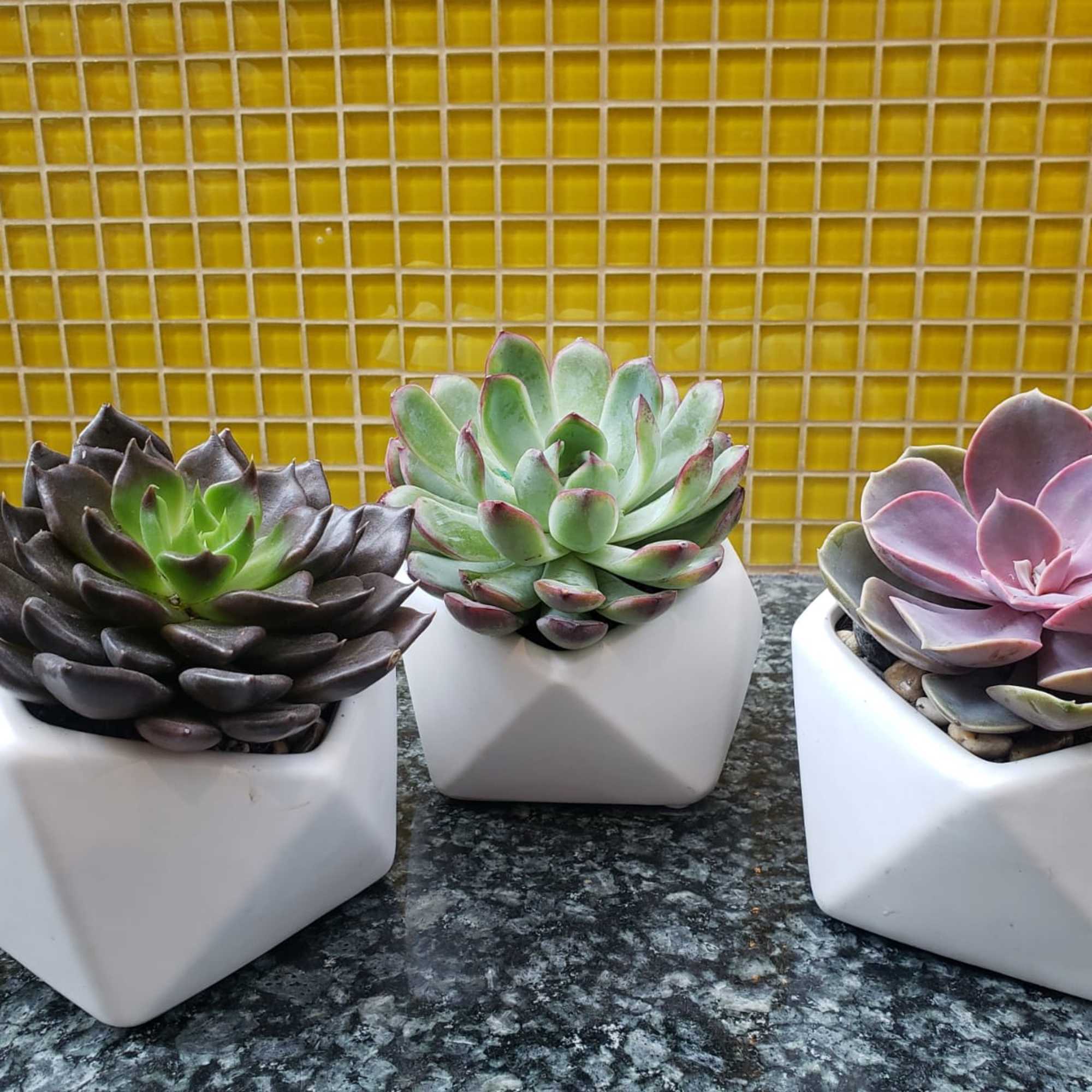 Three potted succulents in white geometric planters