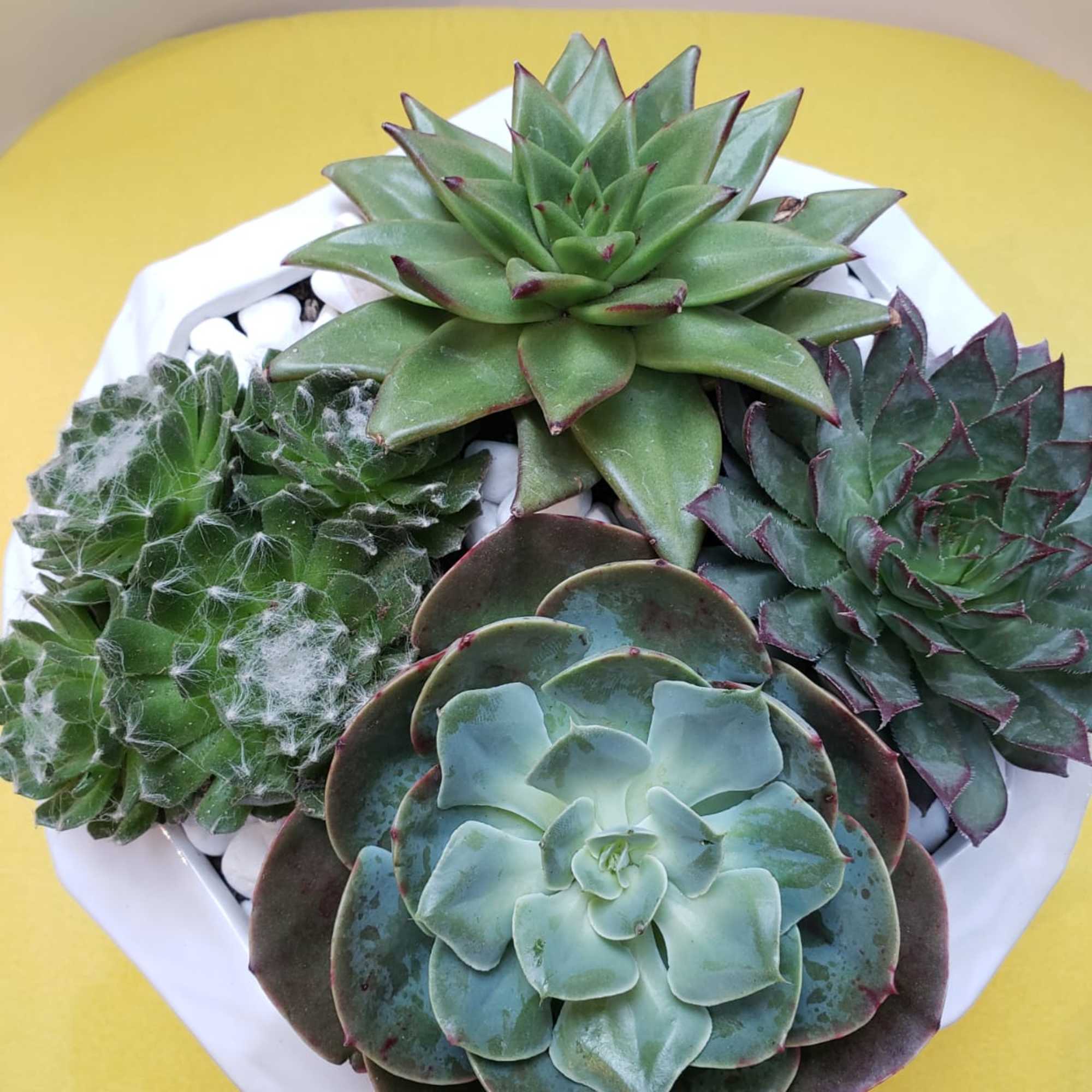 Arrangement of assorted succulents in a white container