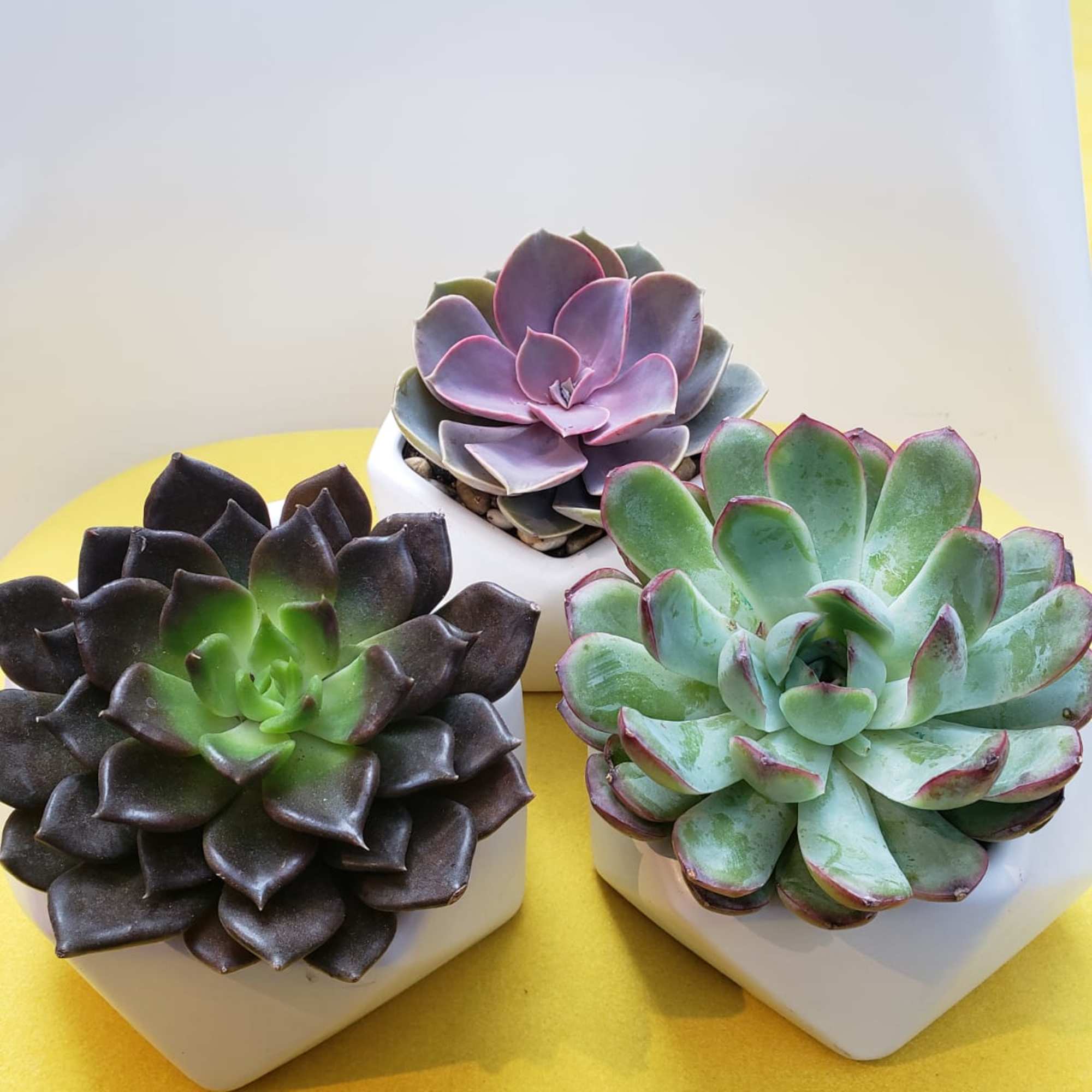 Three potted succulents in white geometric planters, photo 2 of 2