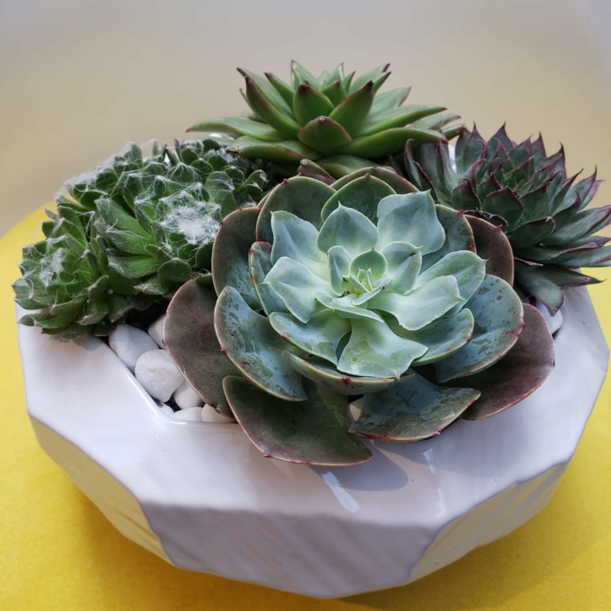 Succulent arrangement in a white ceramic pot with white stones