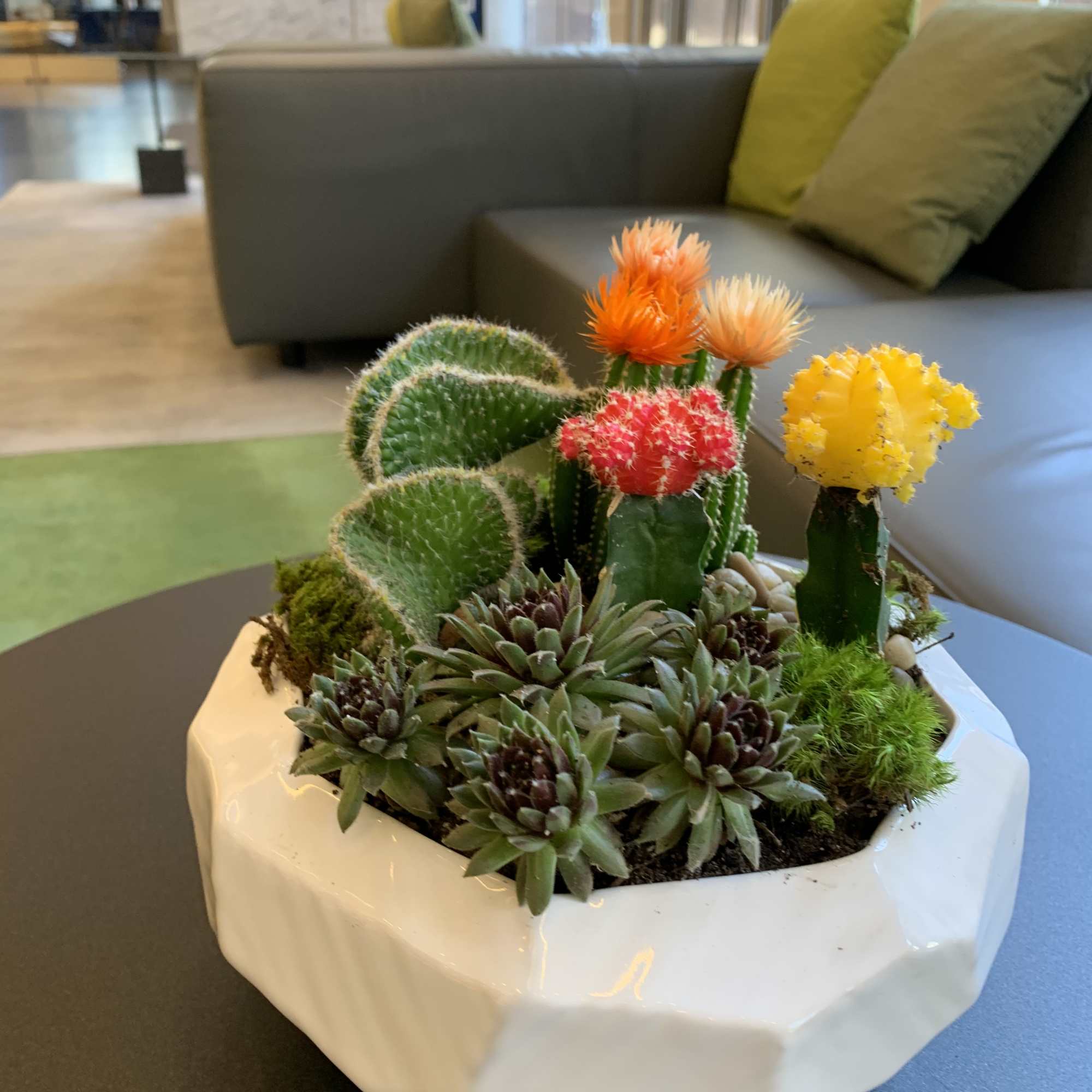 Succulent and cactus arrangement in a white ceramic planter, photo 5 of 5