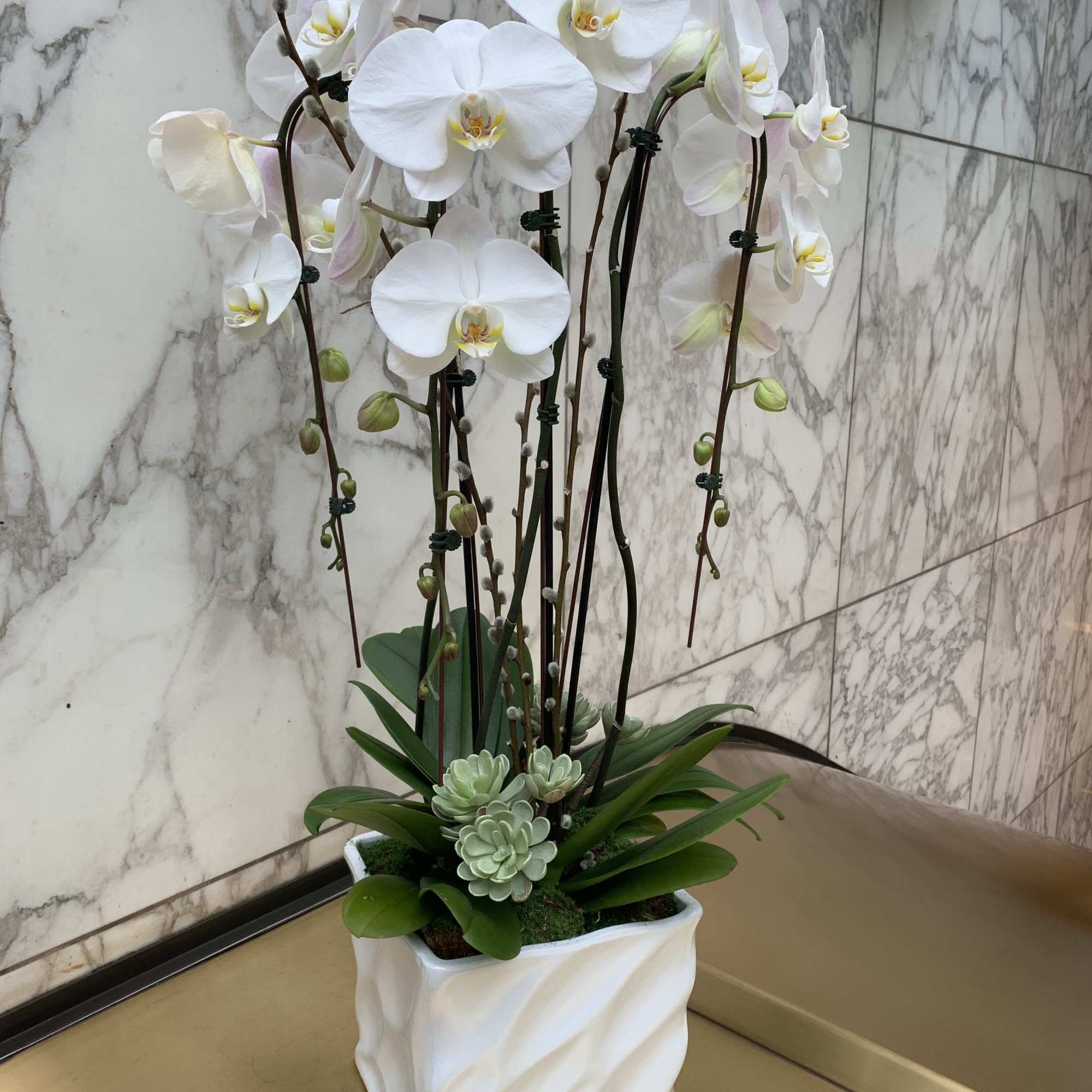 White orchids in a square white planter with succulents