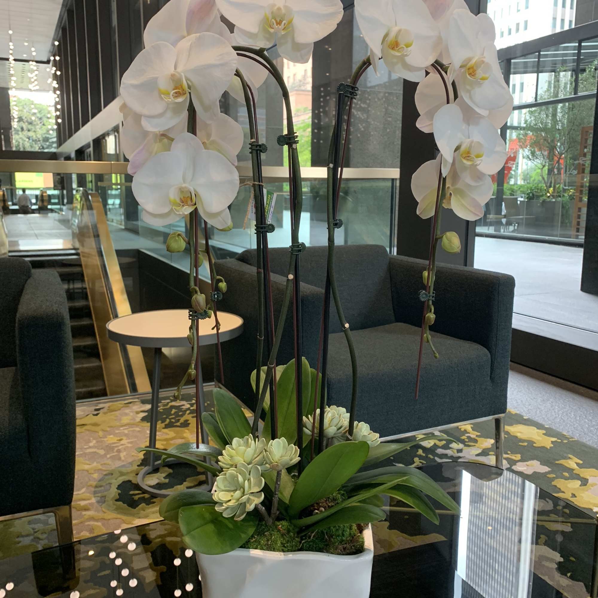 White orchids in a white planter on a glass table