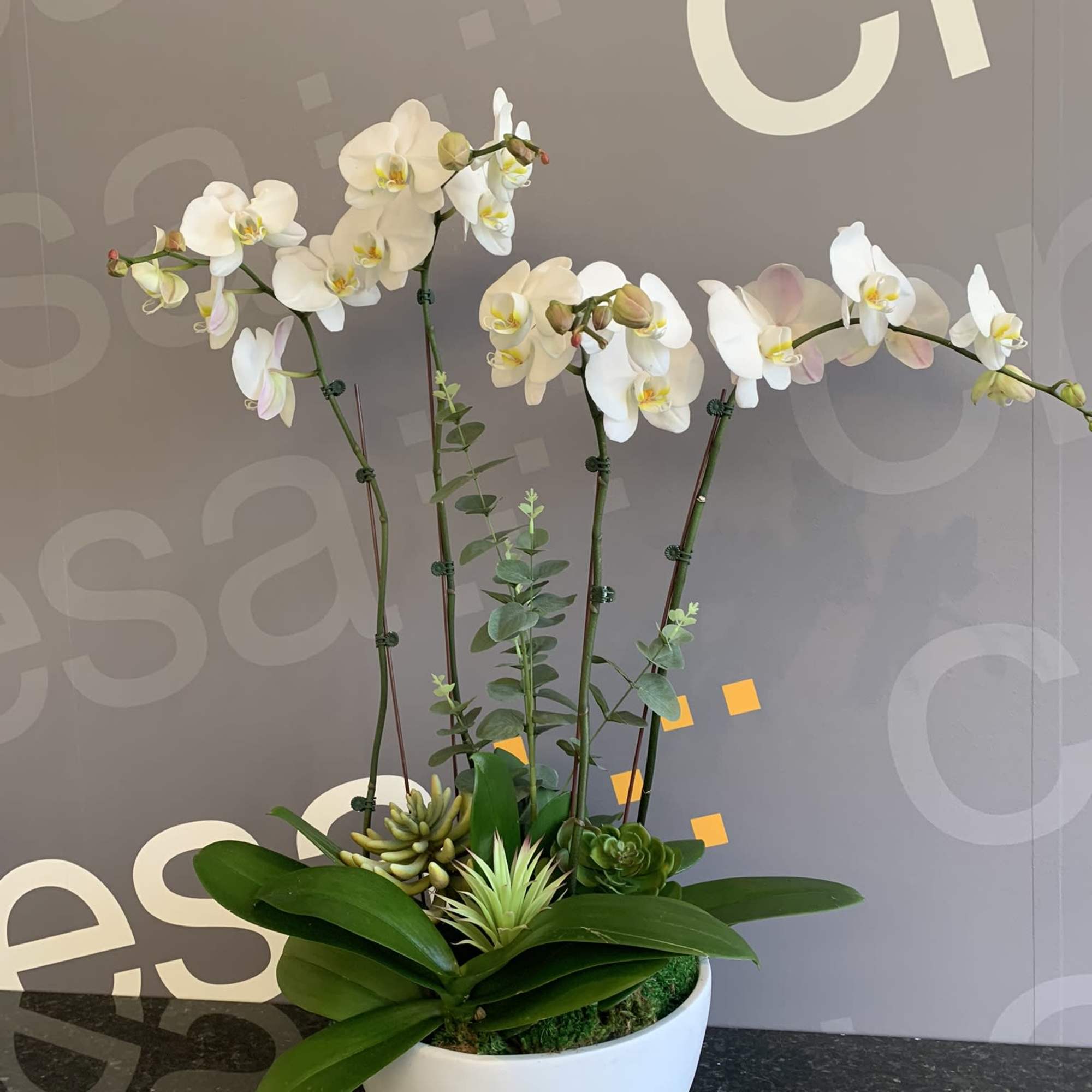 White orchids arranged in a white bowl planter with succulents