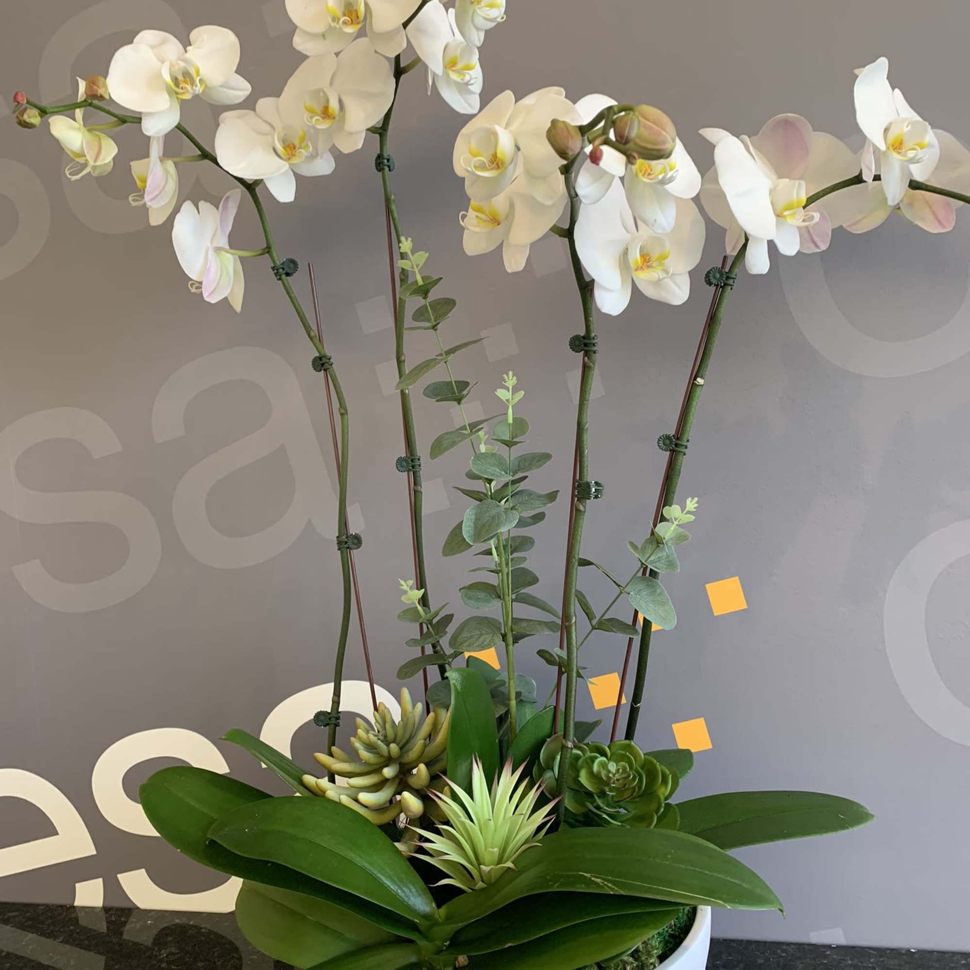 Set of Orchids designed in a beautiful ceramic container with moss &amp;