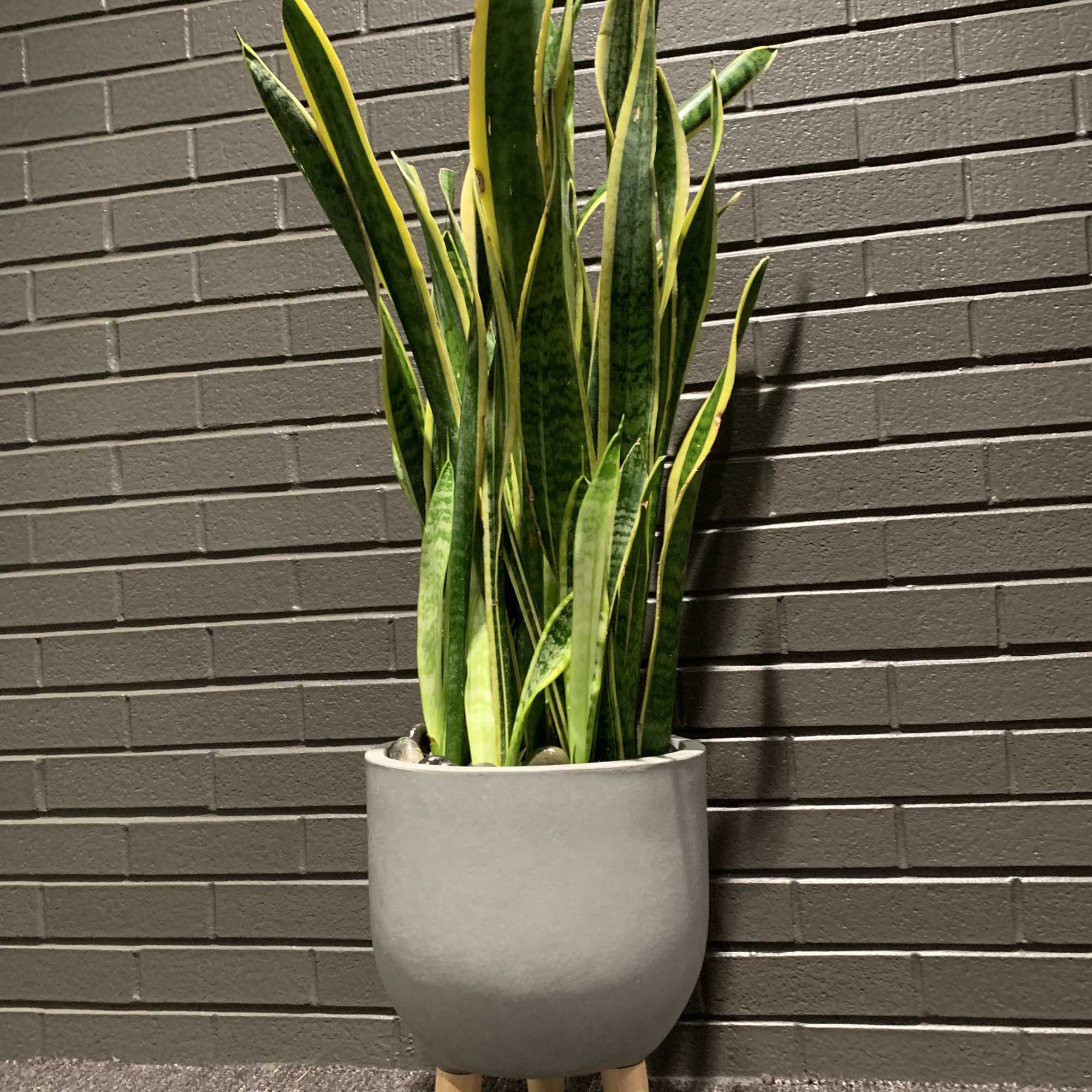 Tall snake plant in a gray pot on wooden legs