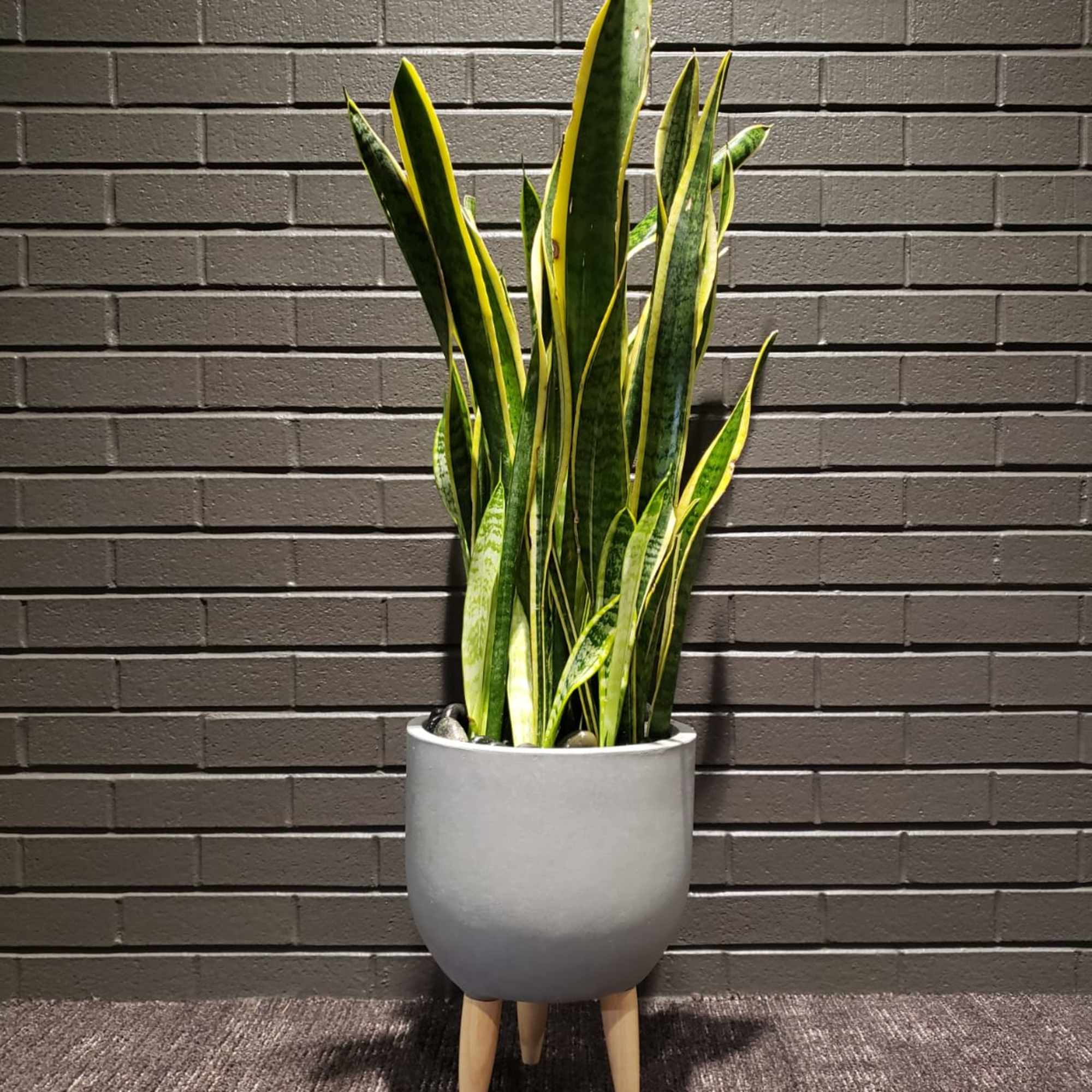 Tall snake plant in a gray planter with wooden legs, photo 3 of 3
