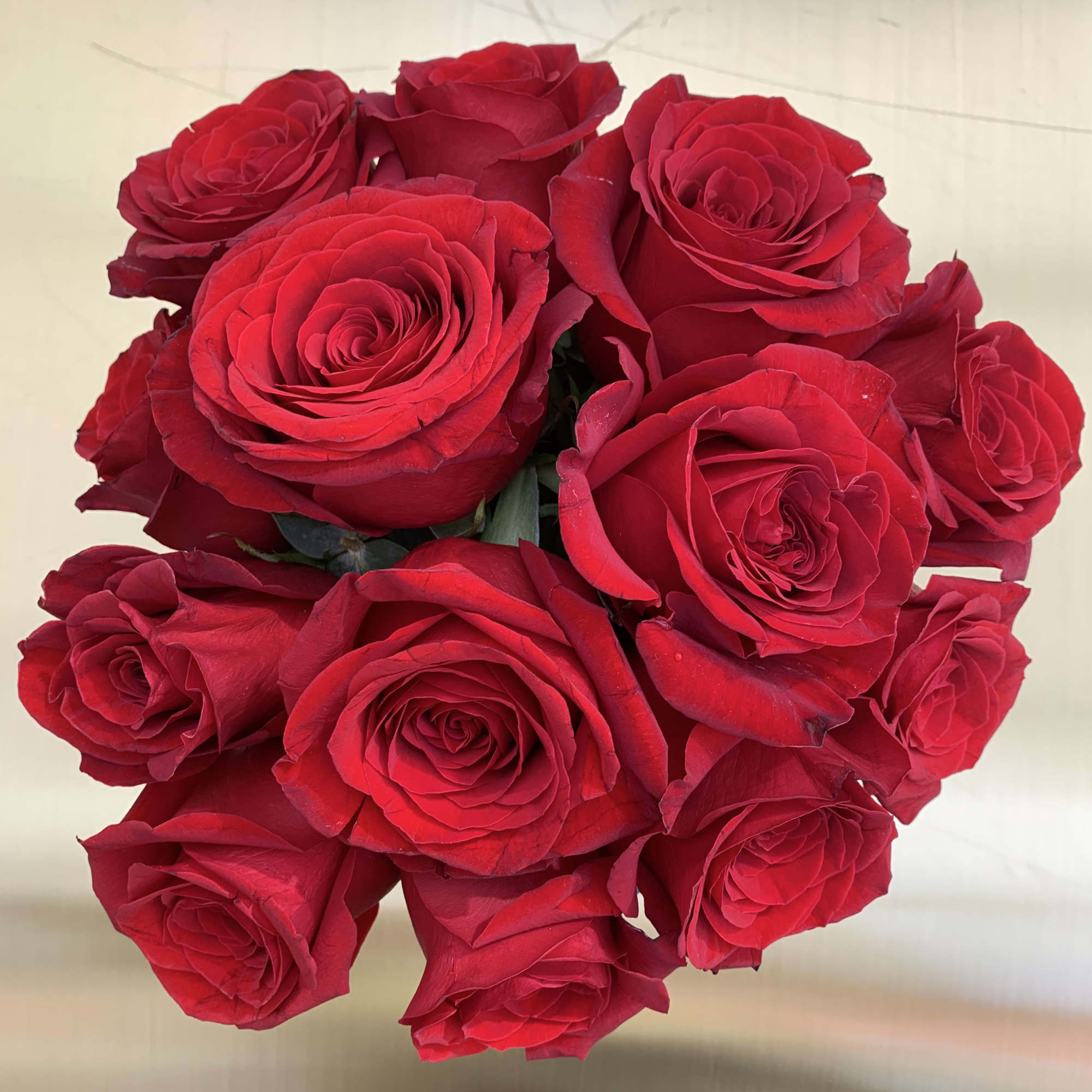 Bouquet of red roses on a light background