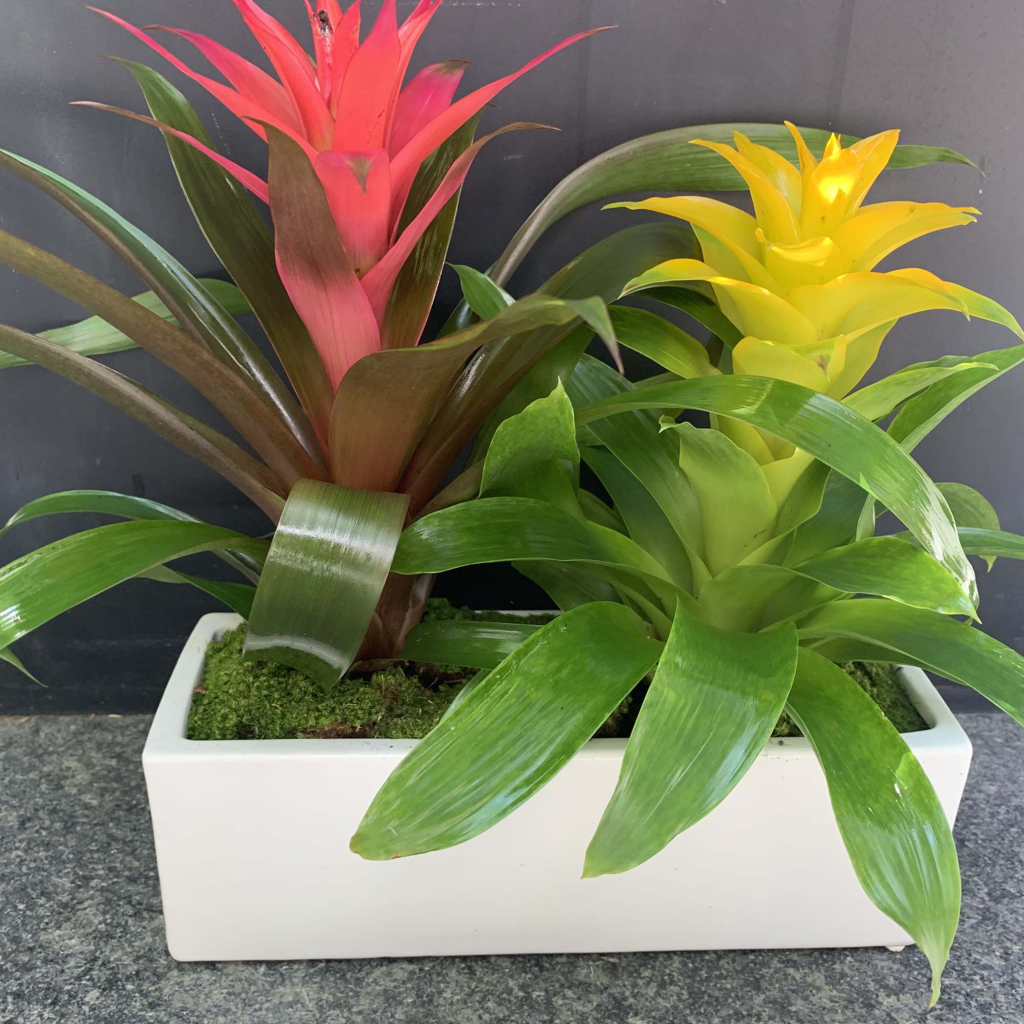 Two colorful bromeliad plants in a white rectangular planter, photo 2 of 4