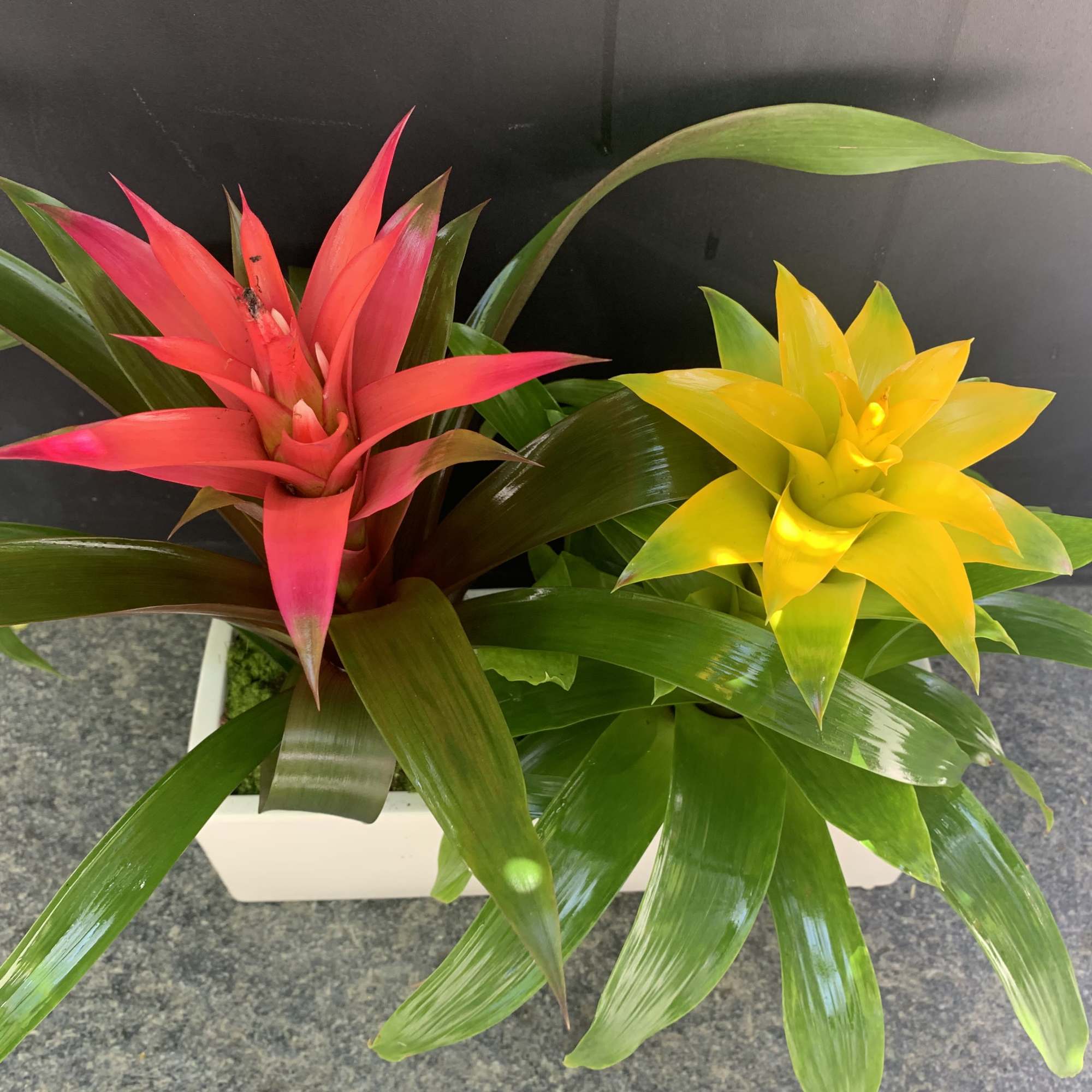 Two colorful bromeliad plants in a white rectangular planter, photo 3 of 4