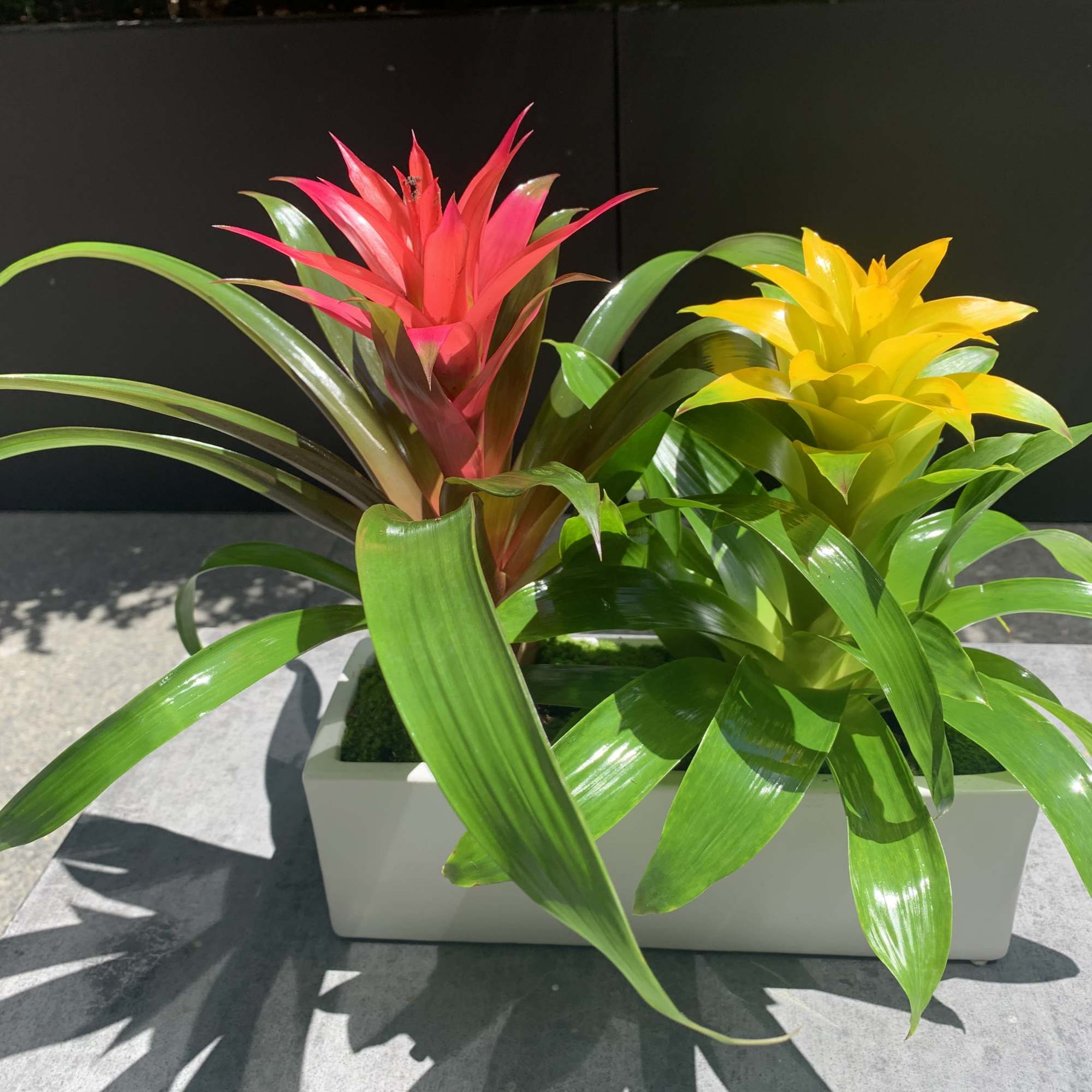 Two colorful bromeliad plants in a white rectangular planter, photo 4 of 4