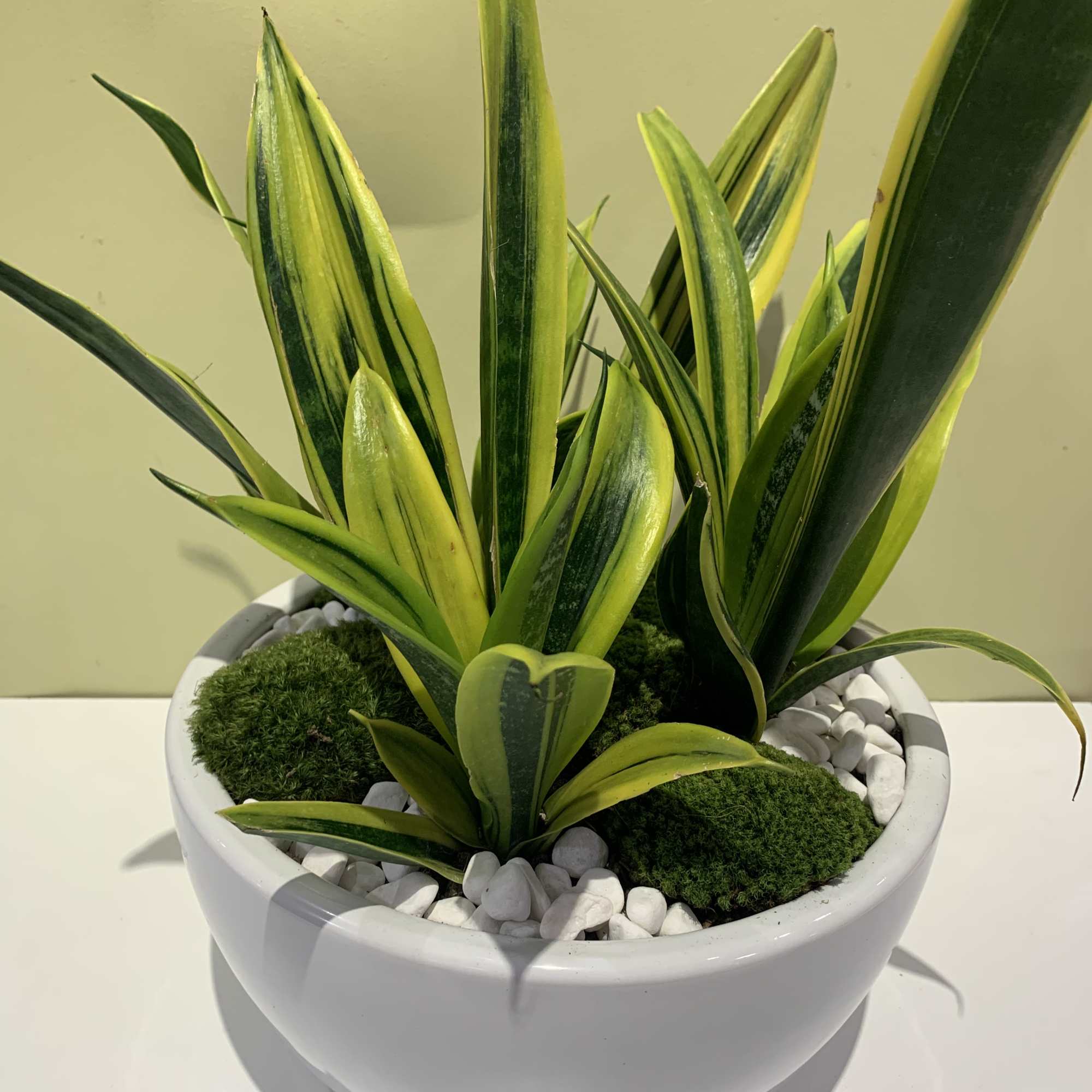 Potted snake plant arrangement in a white bowl with white stones