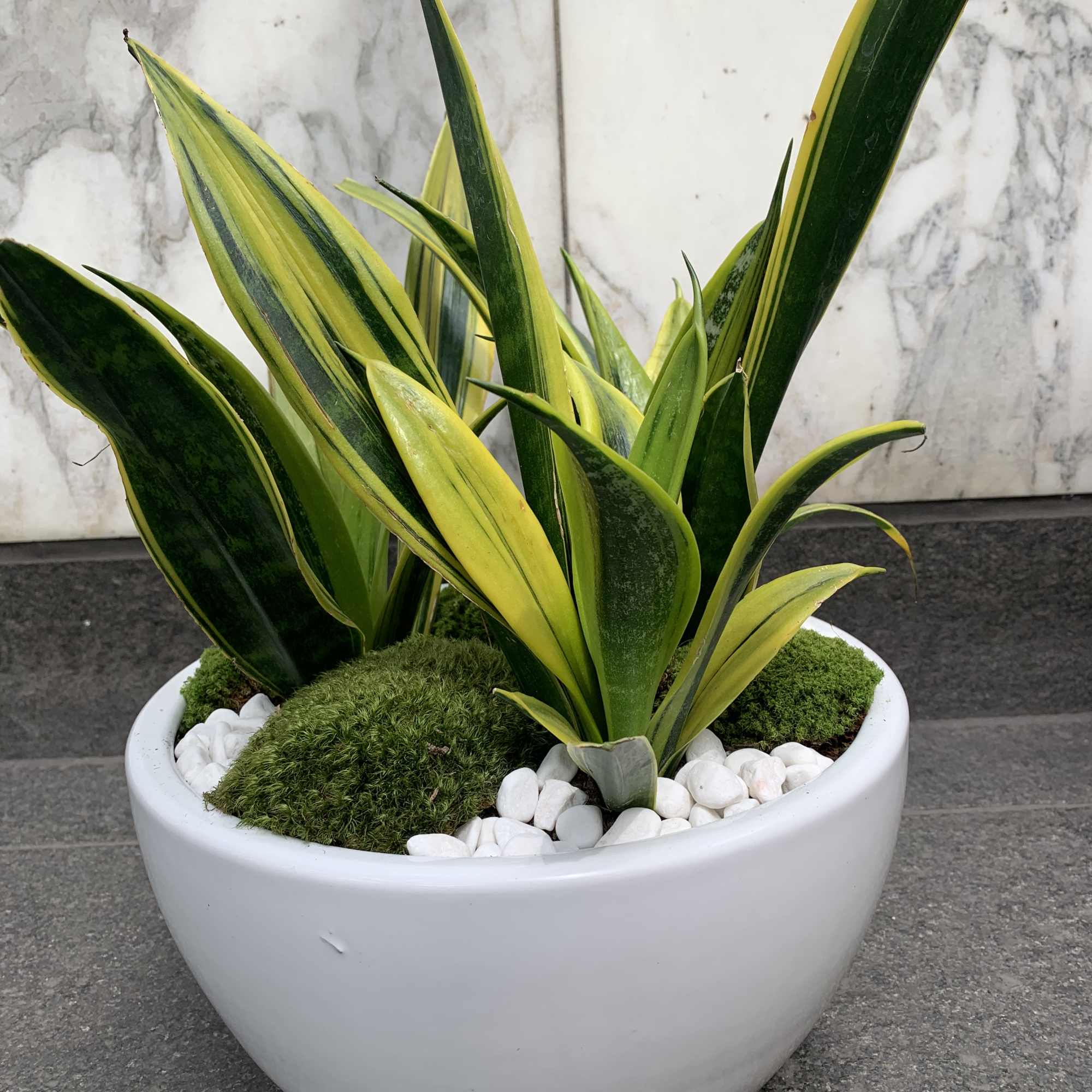 Potted snake plant arrangement in a white bowl planter with white stones