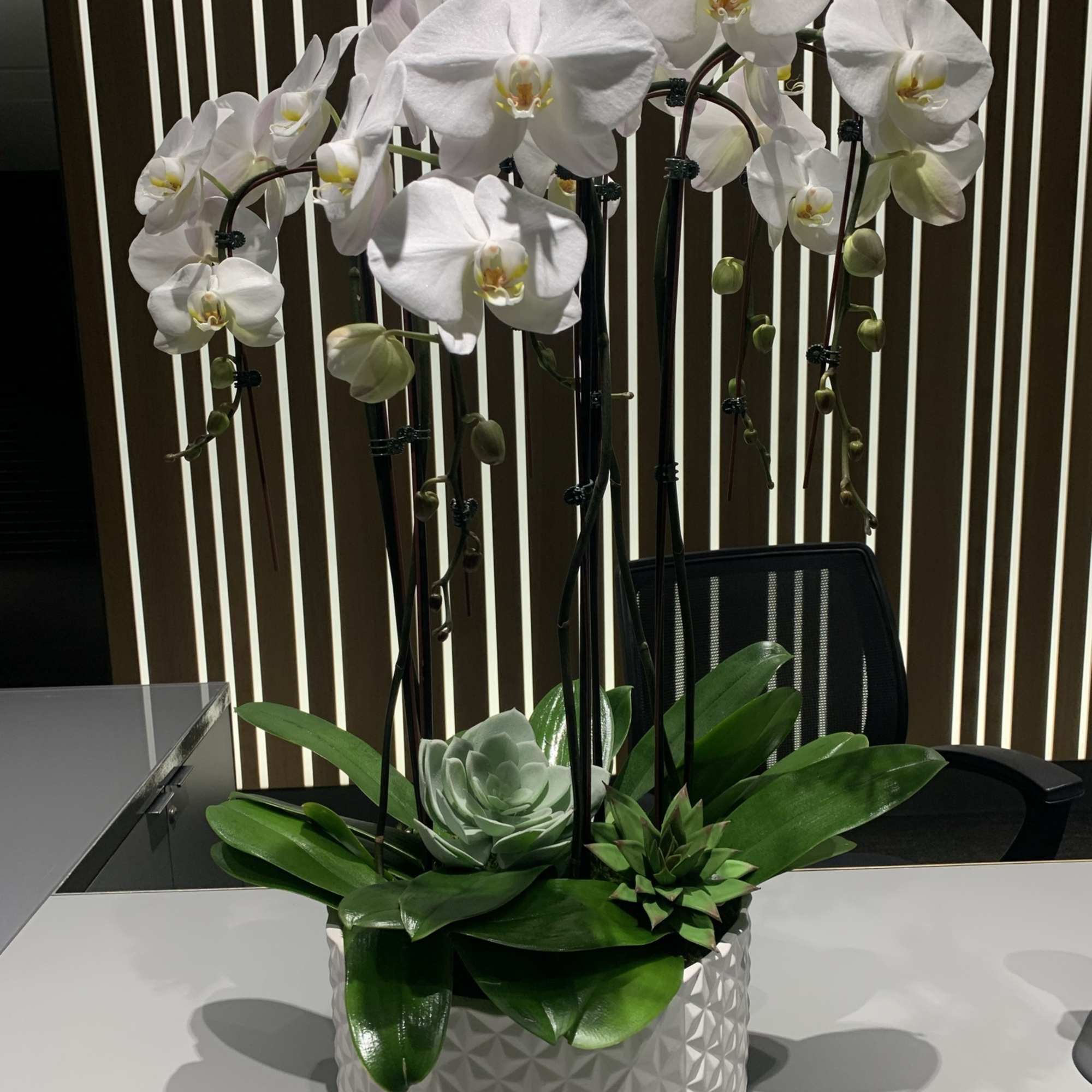 White orchids arranged in a textured round planter with succulents
