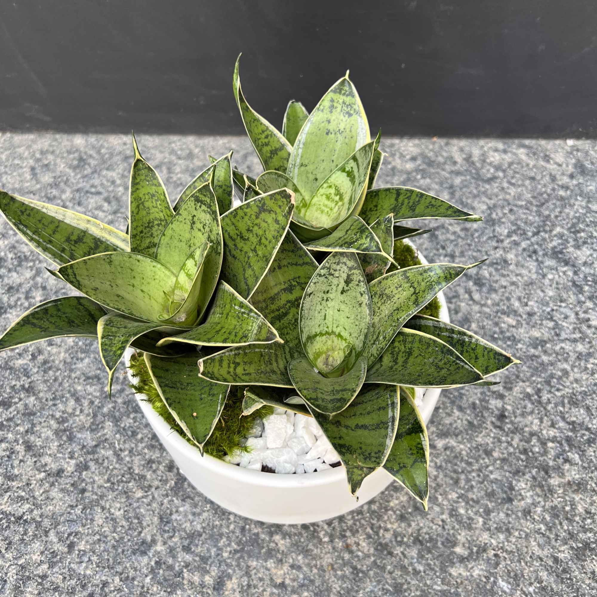 Potted snake plant arrangement in a white bowl planter