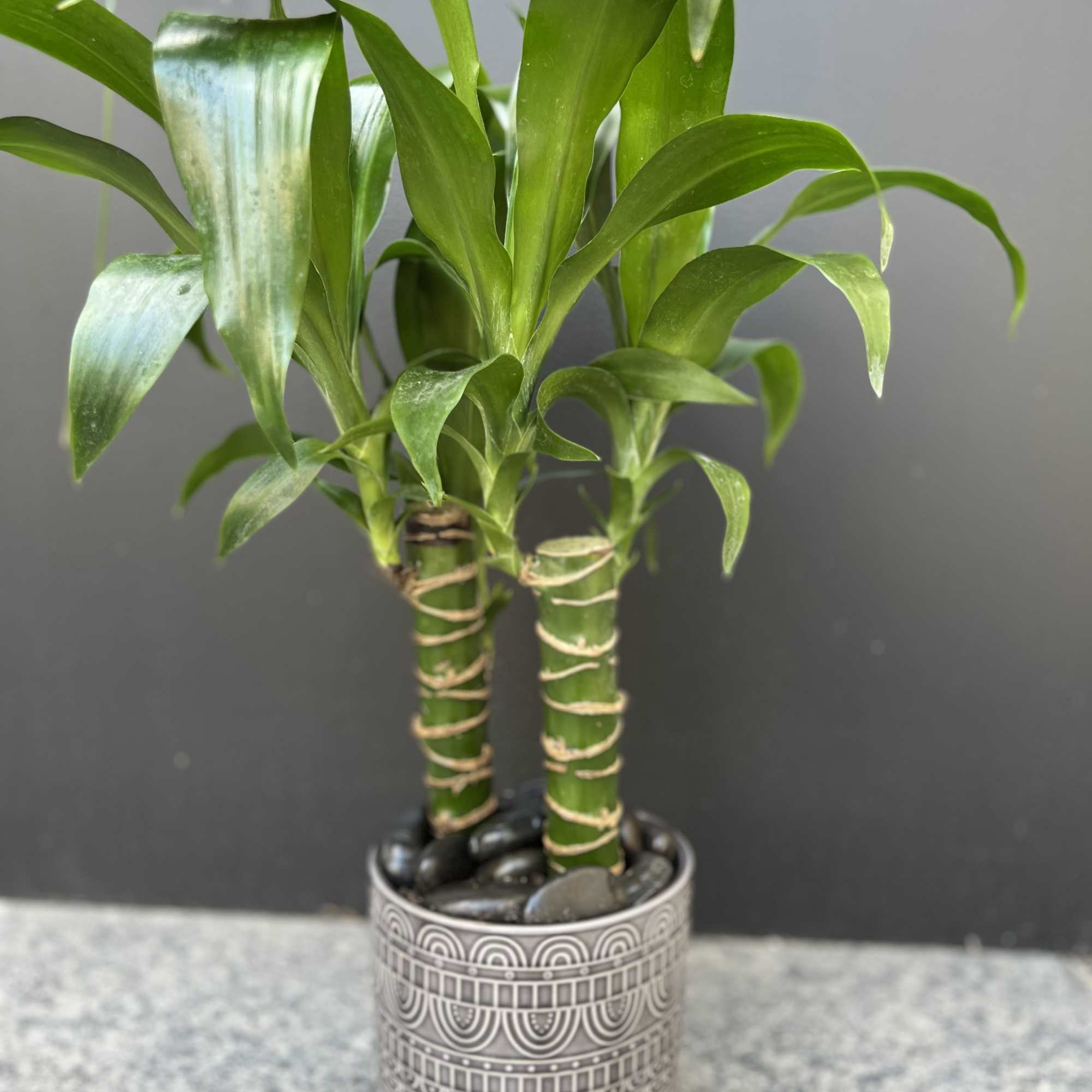 Potted lucky bamboo plant in a patterned metal container
