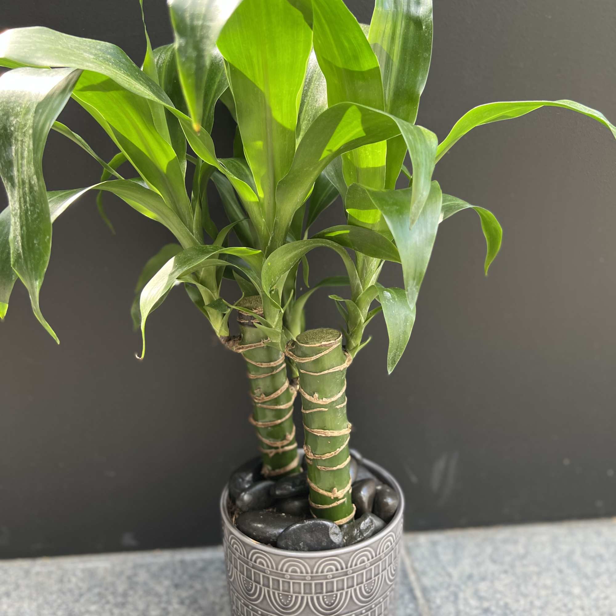 Potted lucky bamboo plant with braided stalks in a decorative ceramic pot