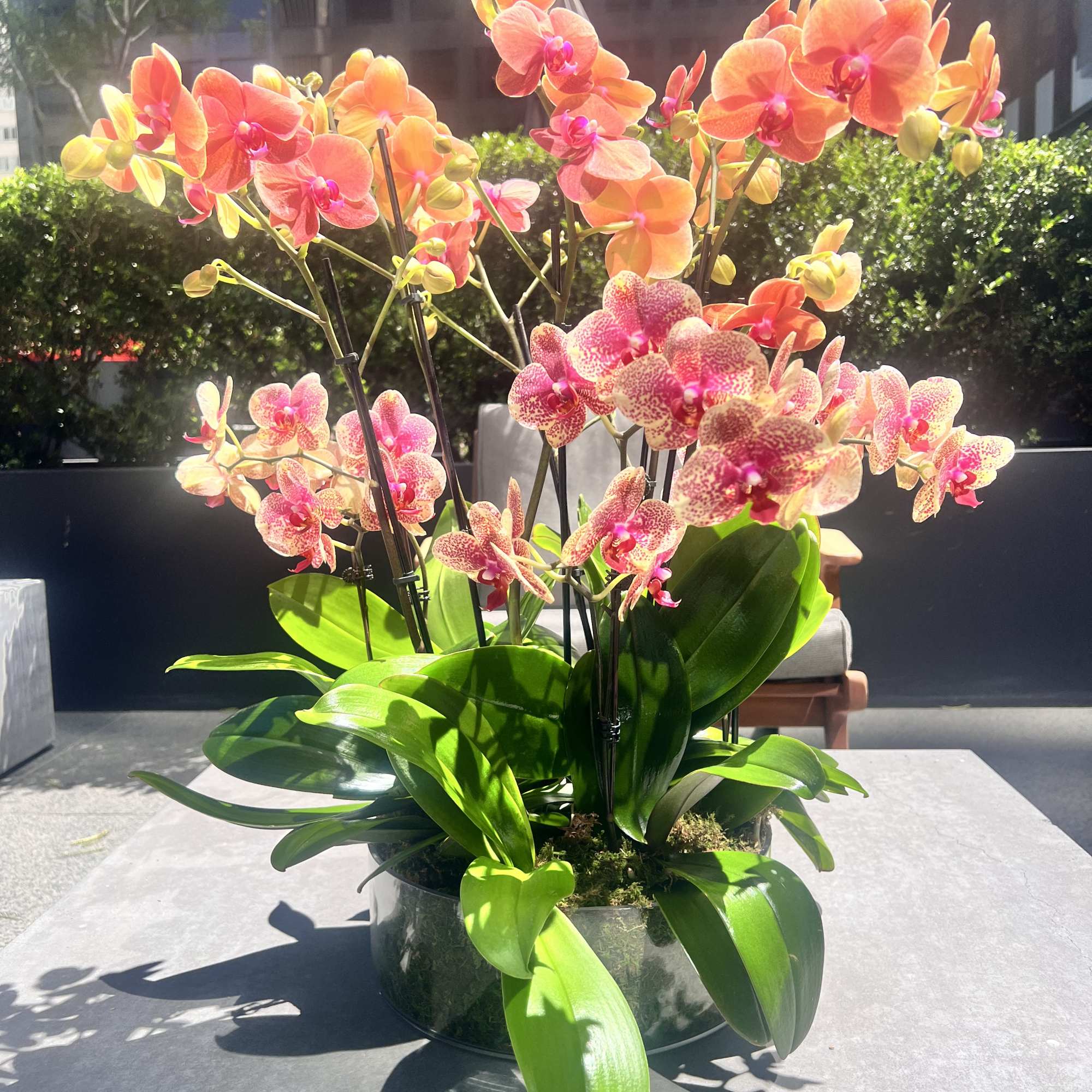 Potted arrangement of orange and pink orchids in a low container