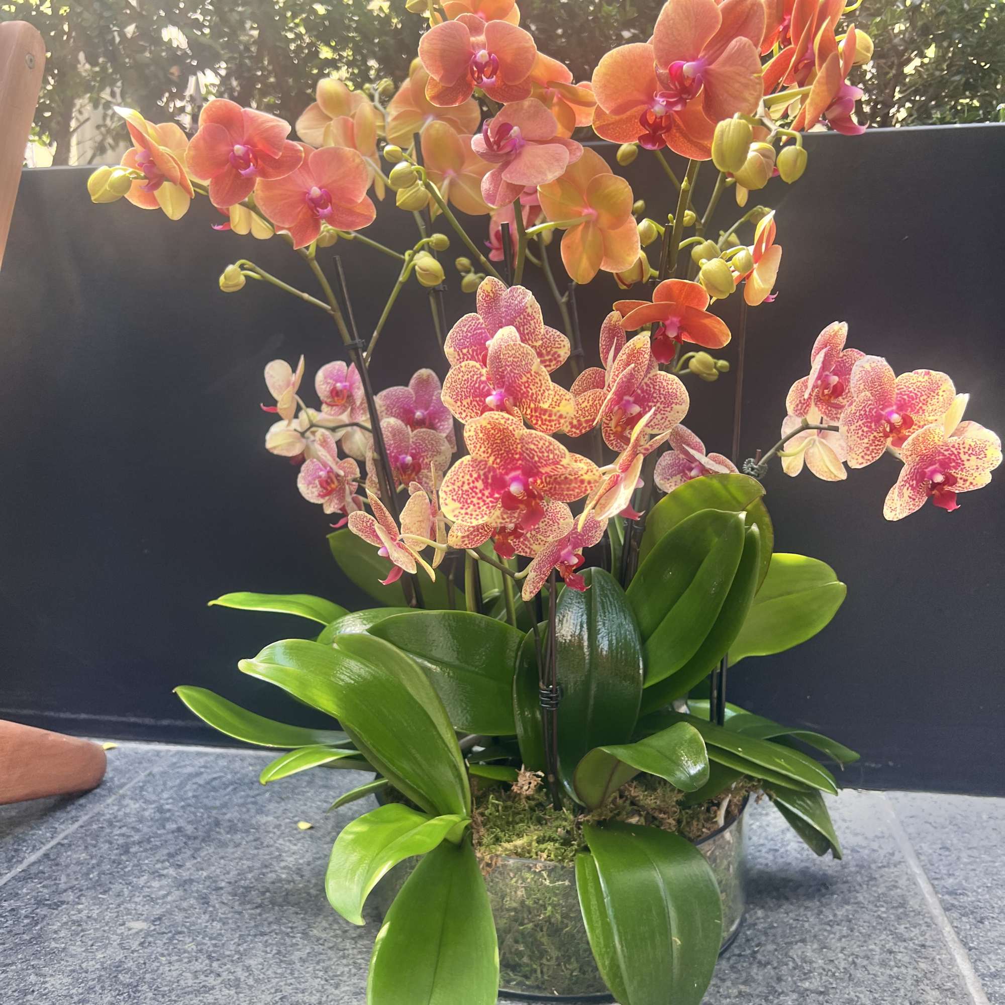 Potted orchid arrangement with orange and pink blooms in a glass container