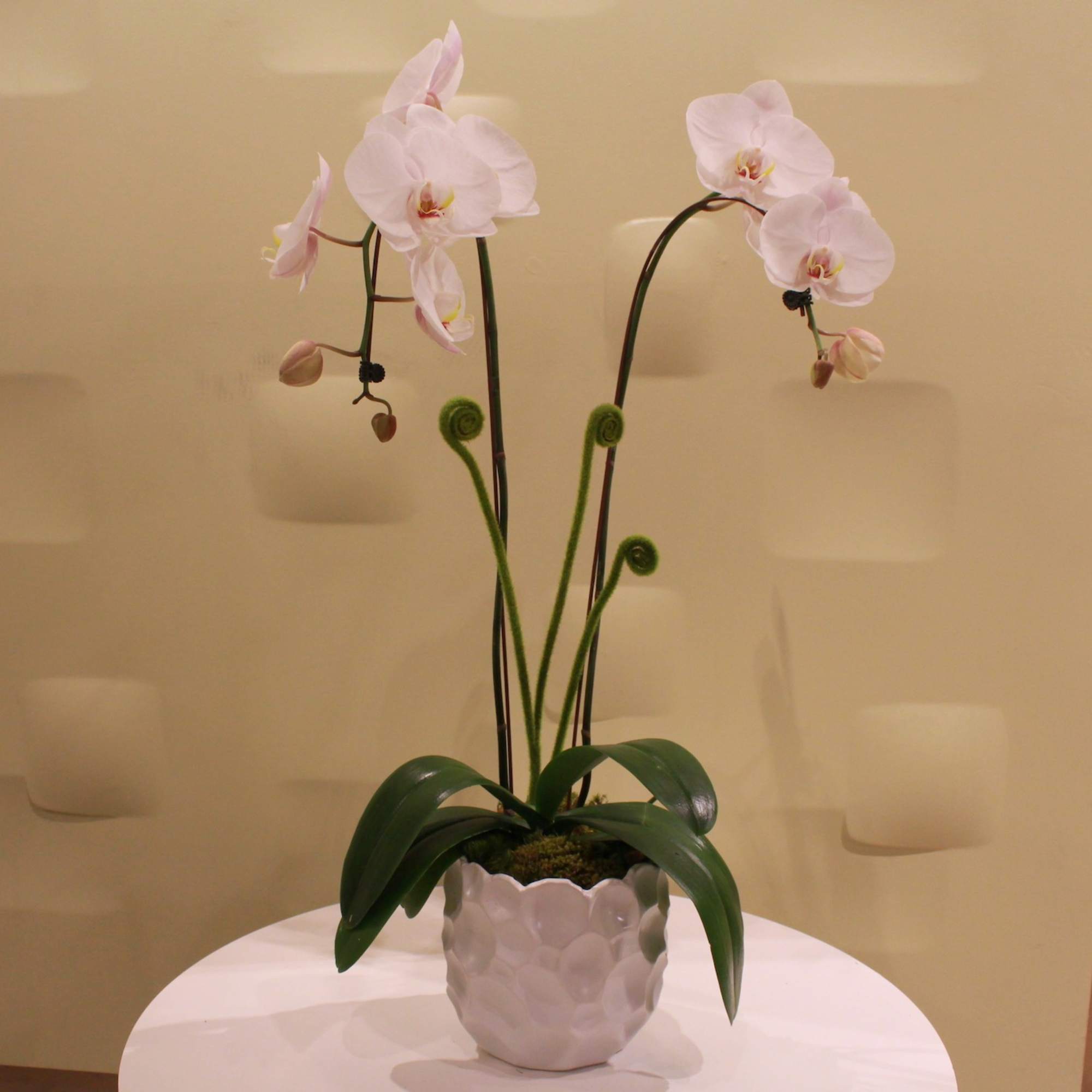 Potted orchid arrangement with pale pink blooms in a white ceramic pot