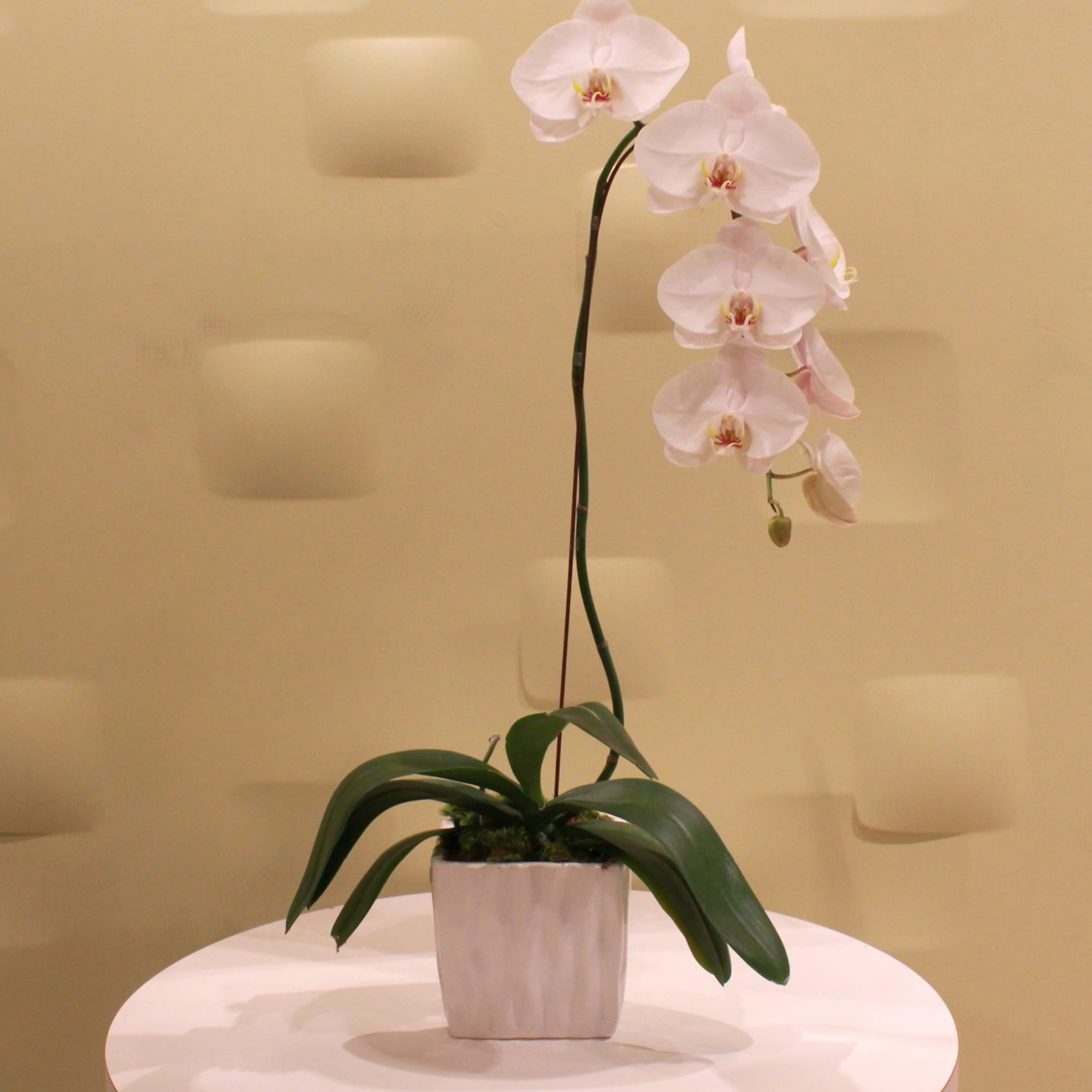 Potted orchid with pale pink blooms in a white square planter