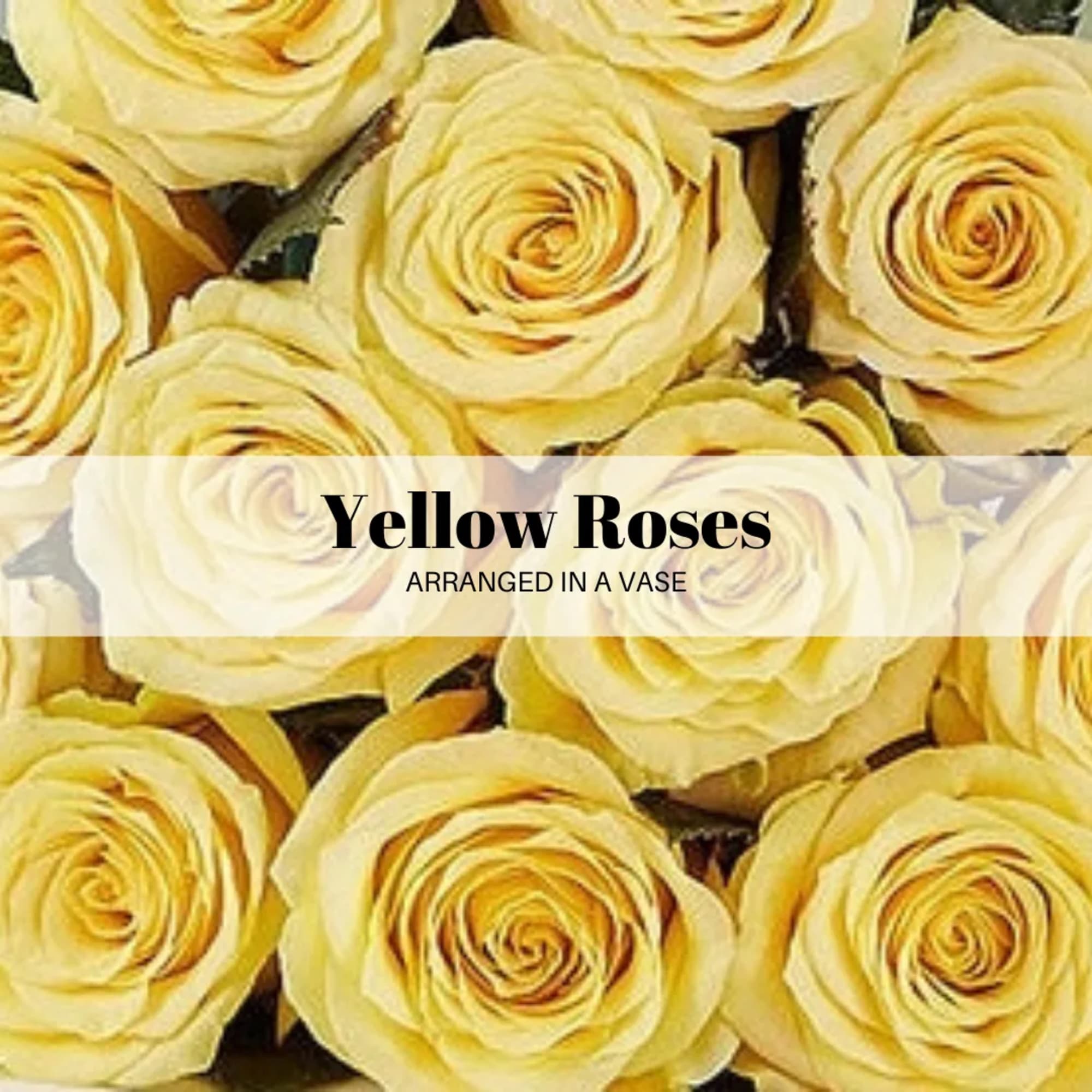 Yellow roses arranged in a vase