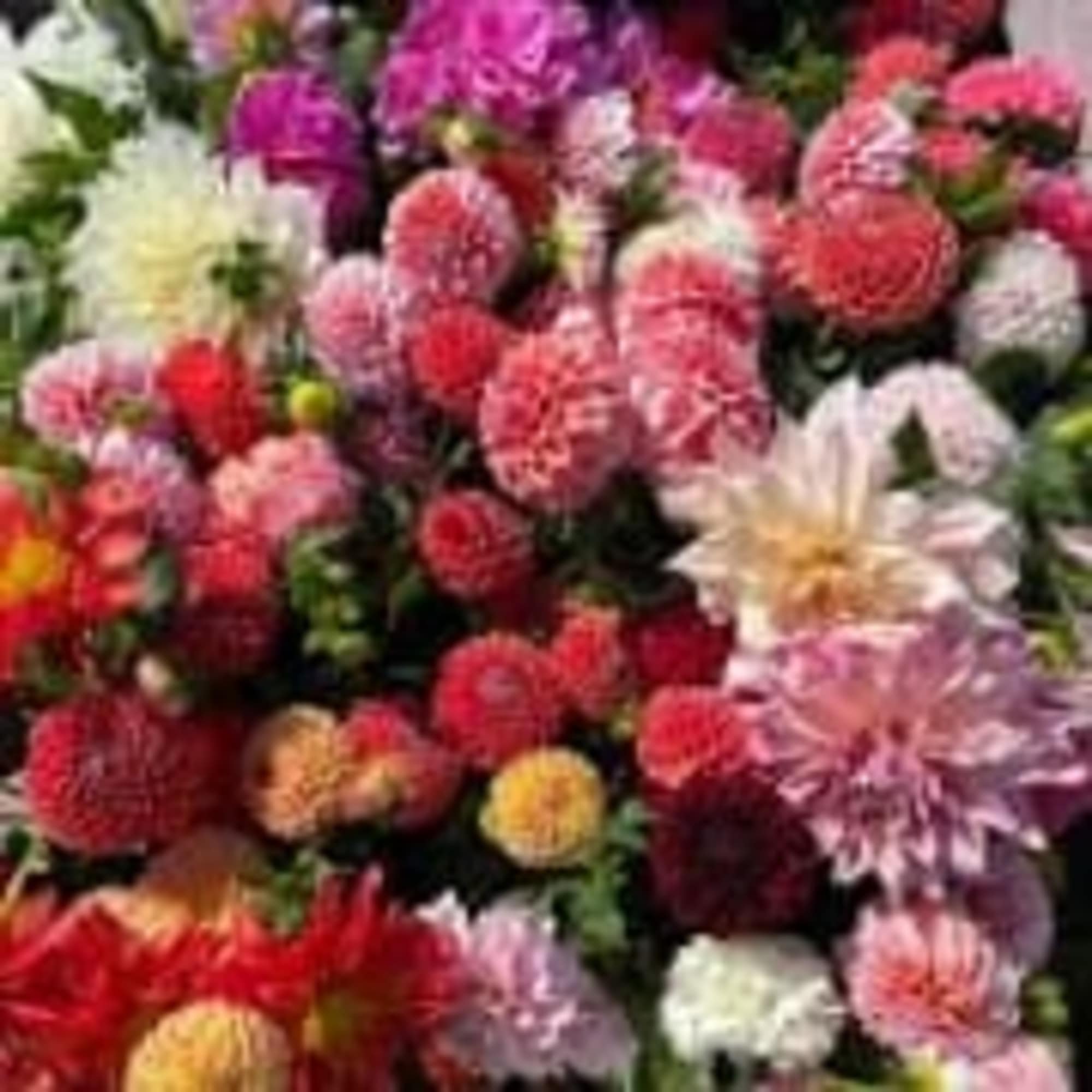 Cluster of colorful dahlia-like flowers in pink, red, white, and yellow