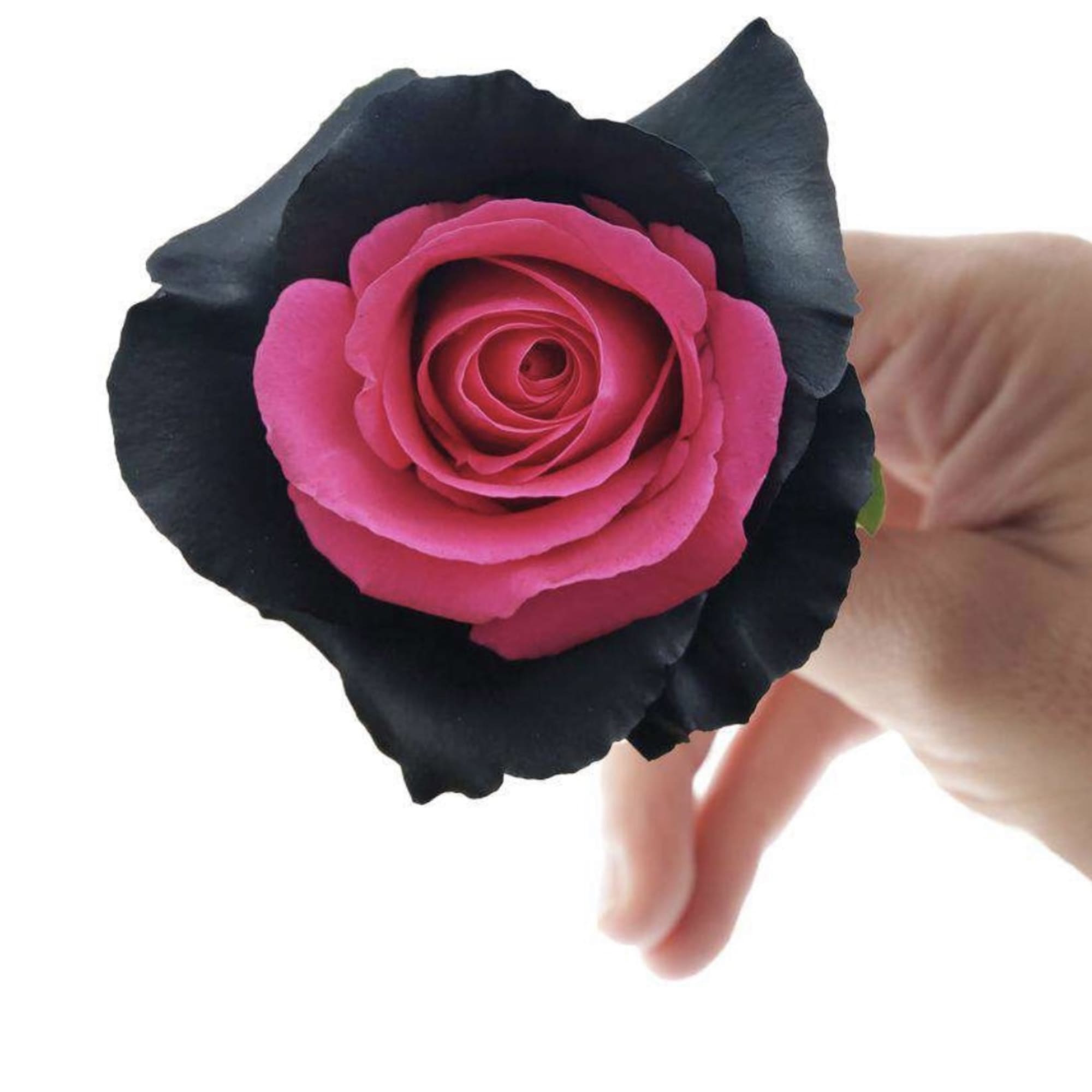 Pink rose held in a hand with dark outer petals