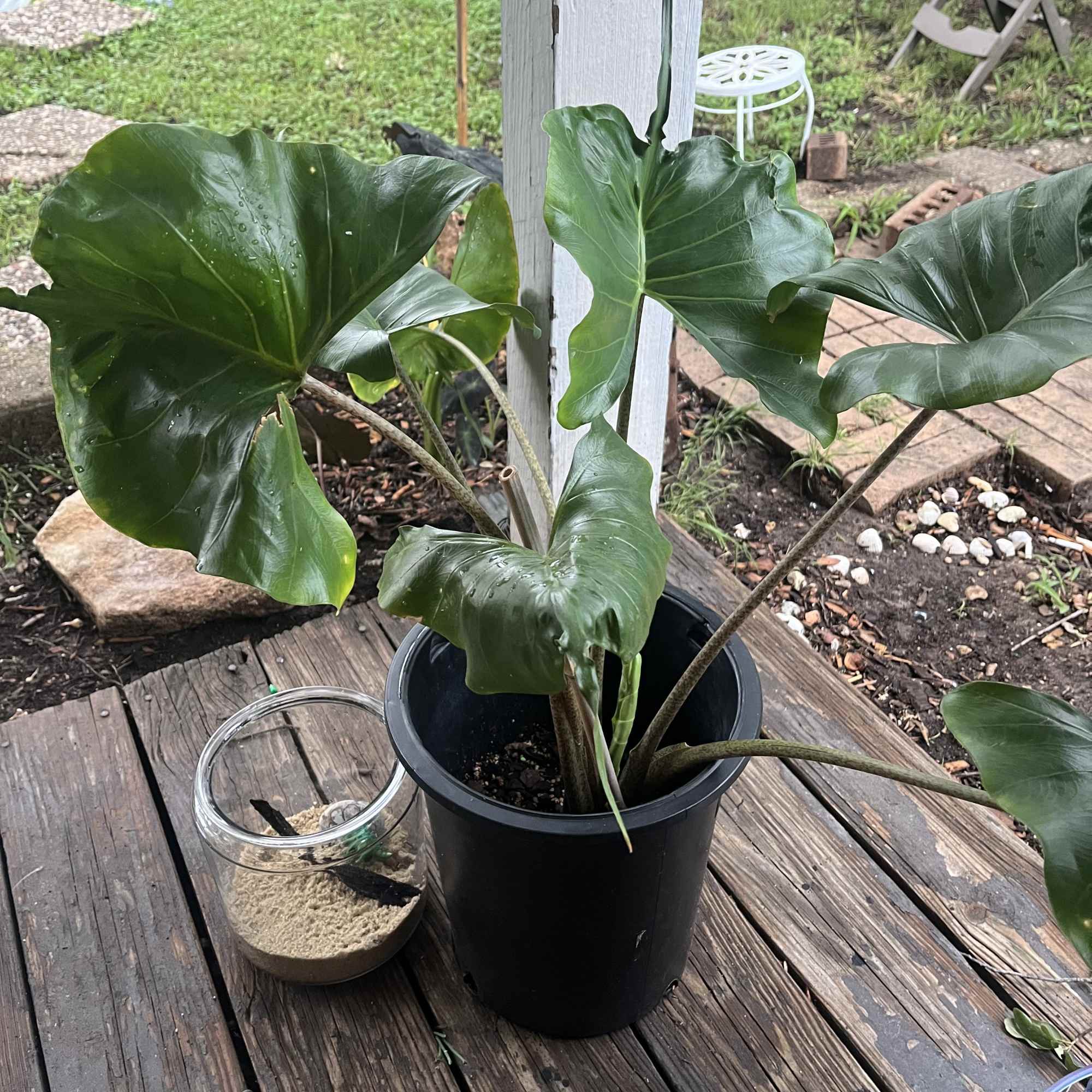 Large-leafed potted plant in a black plastic container on a wooden deck